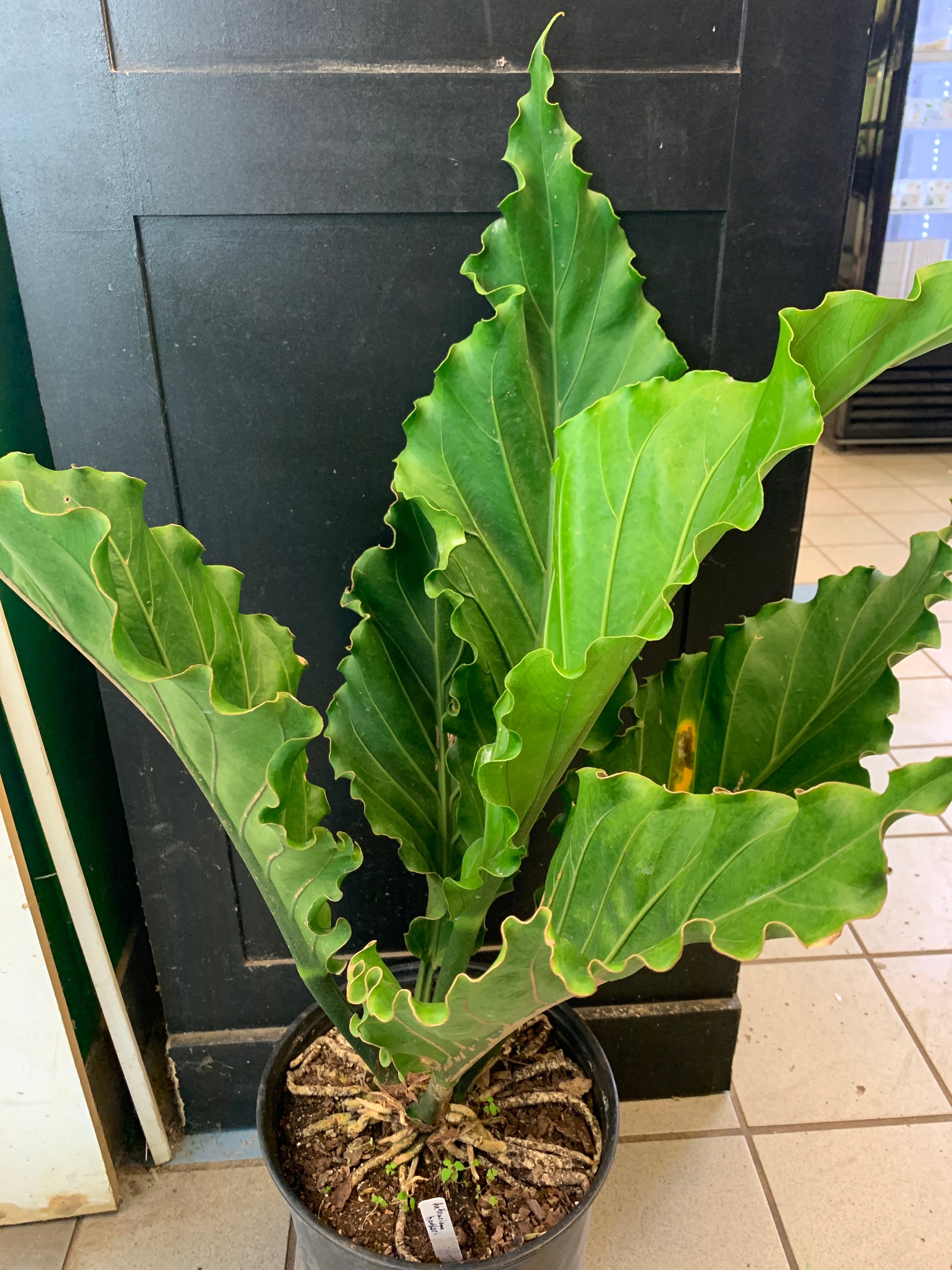 Anthurium hookeri