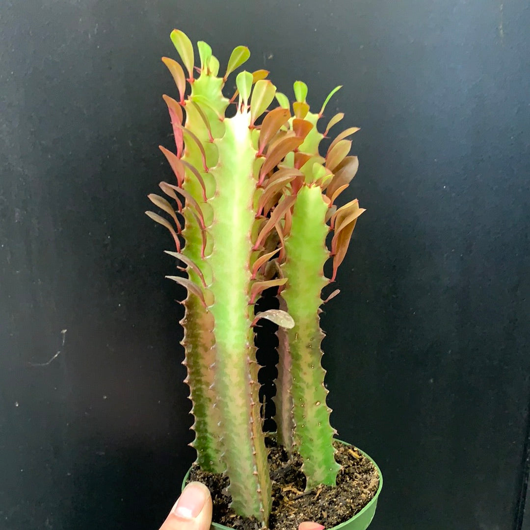 Euphorbia Trigona Variegated