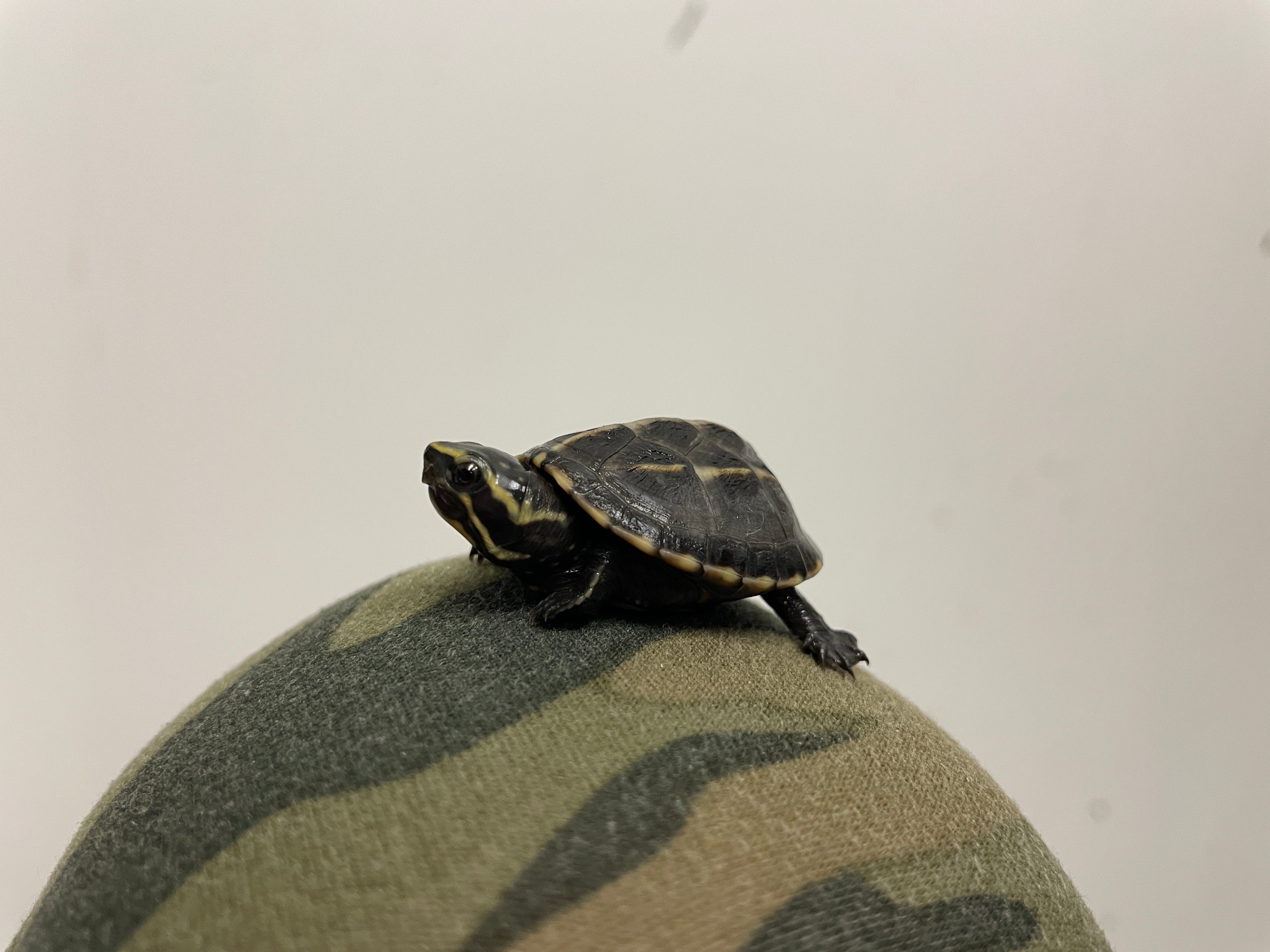 Three Striped Mud Turtle