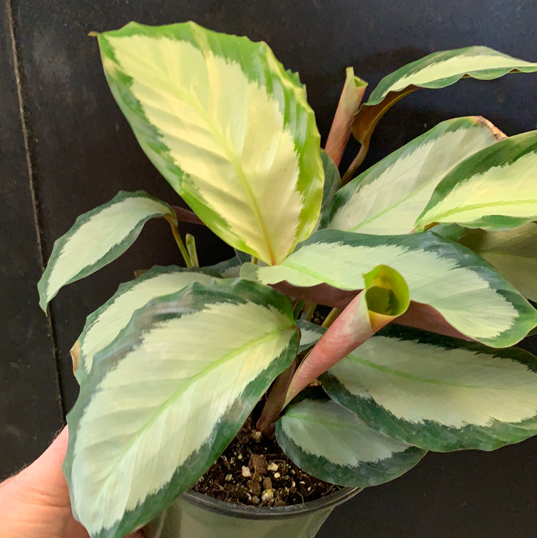 Calathea Royal Standard