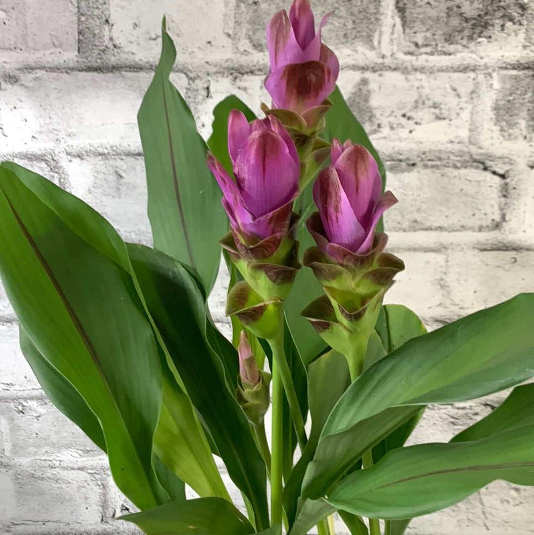 Curcuma