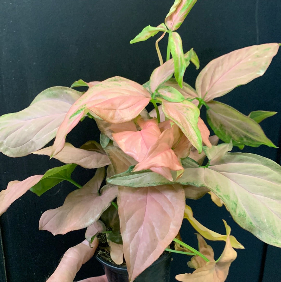 Syngonium Pink Splash