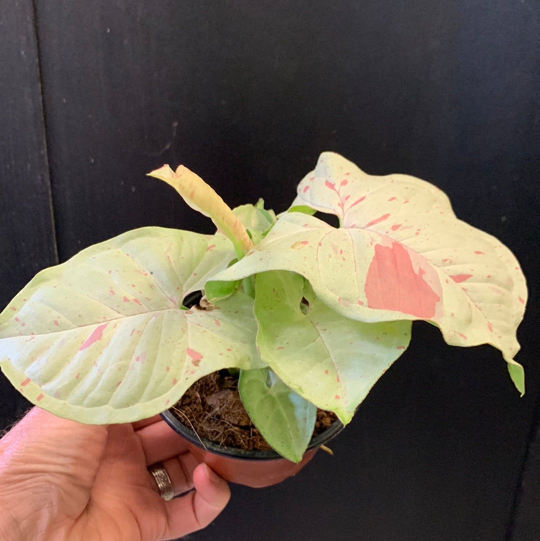 Syngonium Milk Confetti - low variegation