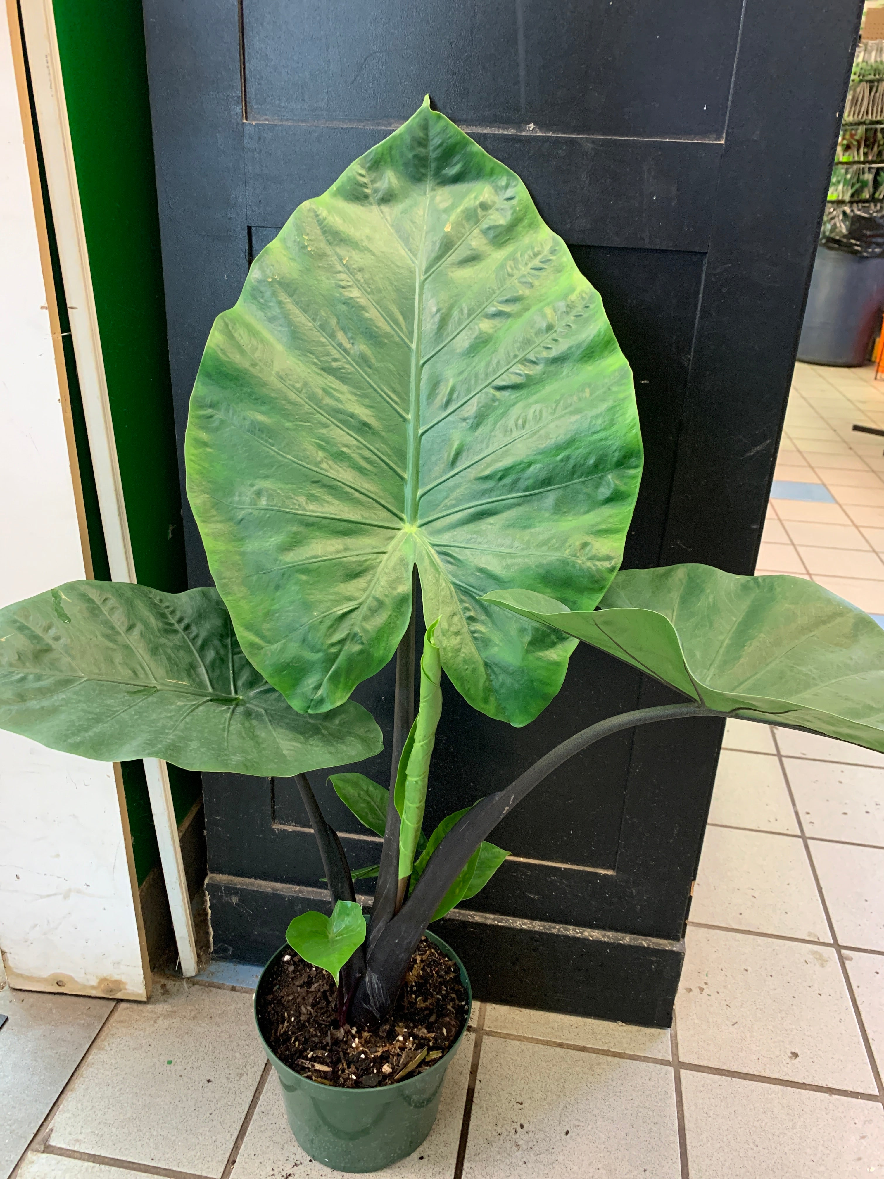 Alocasia Black Star