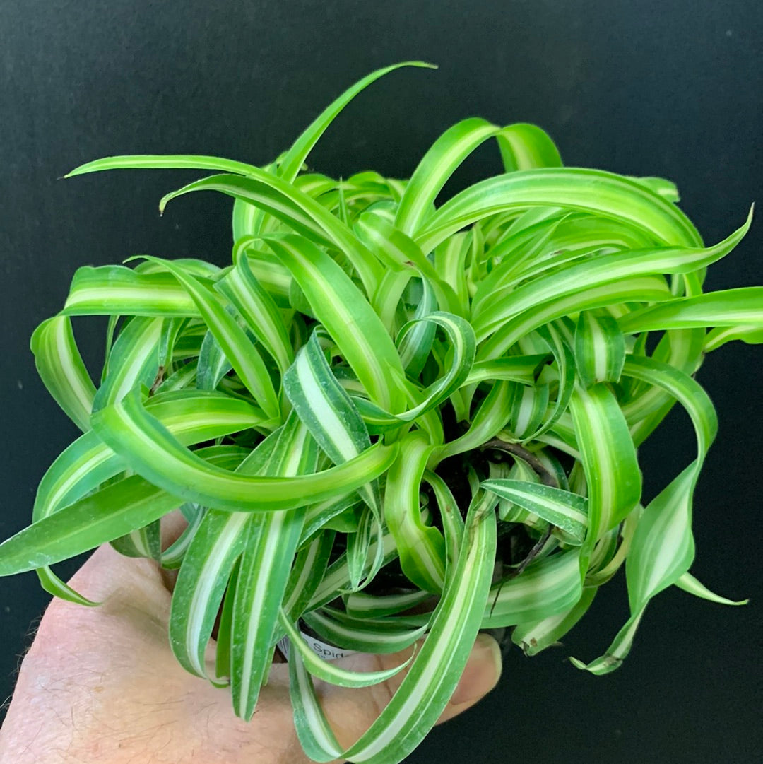 Curly Bonnie Spider Plant