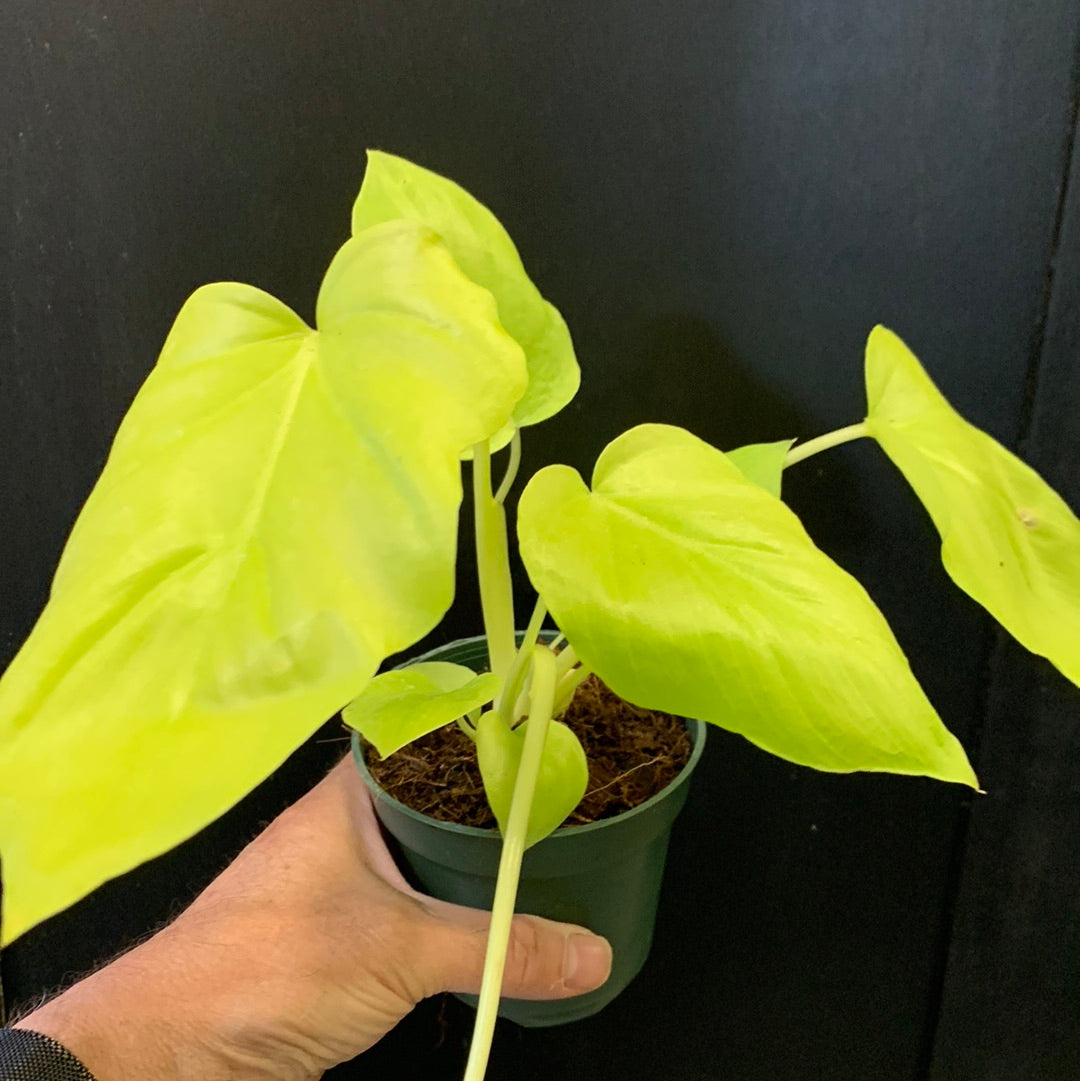 Philodendron Warscewiczii Aurea