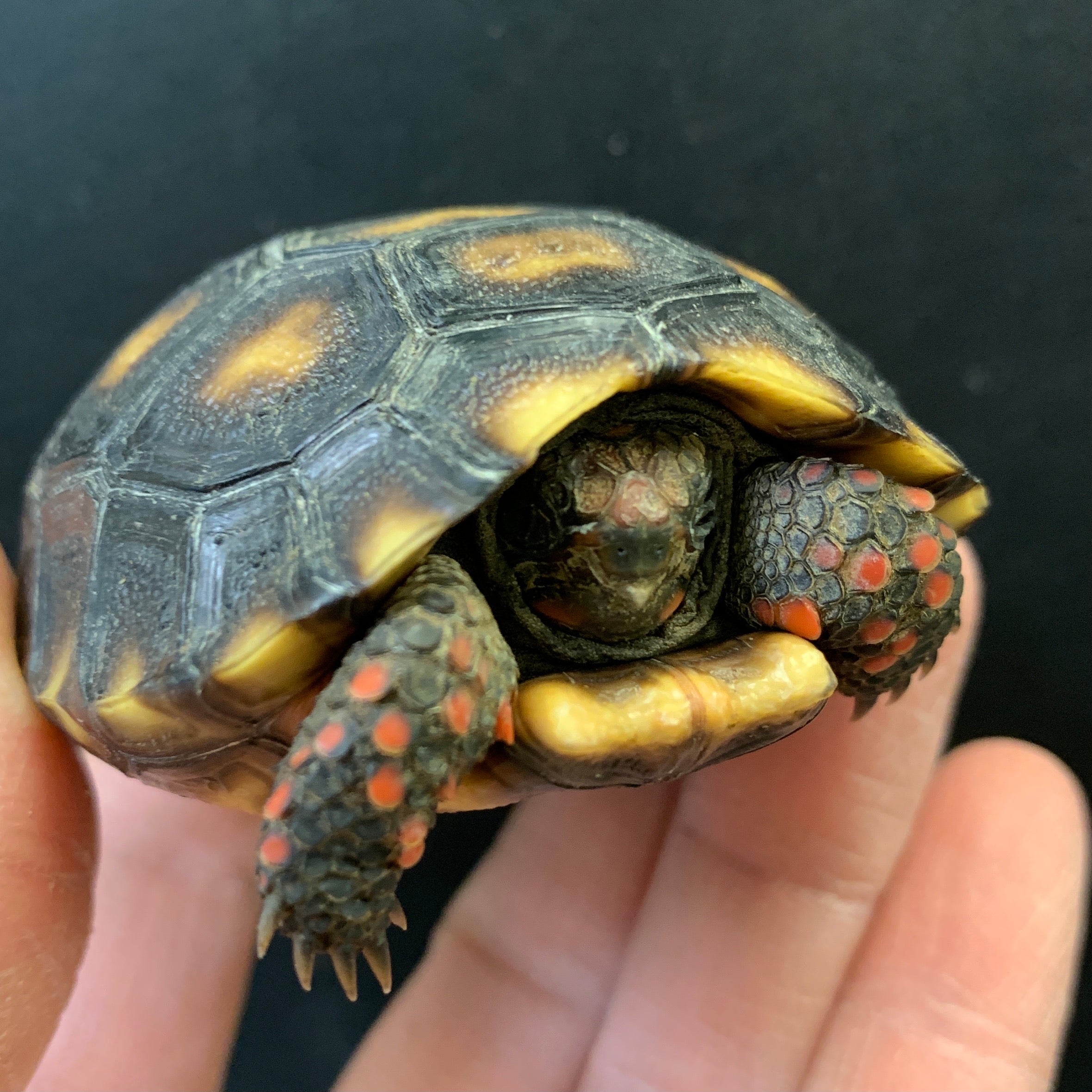 Reptile - Livestock/All Tortoises & Turtles/Tortoises