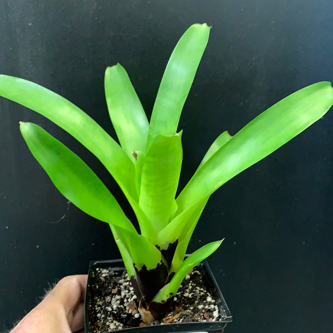 Vriesea vagans