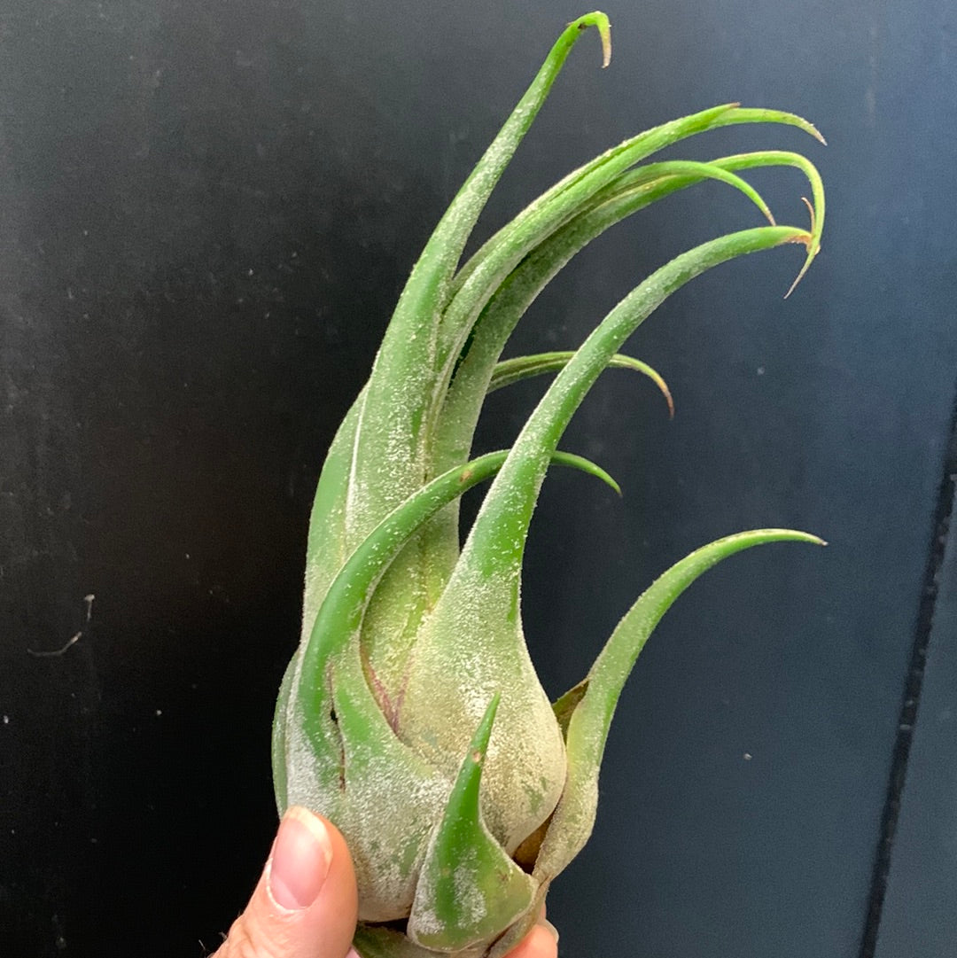 Tillandsia seleriana