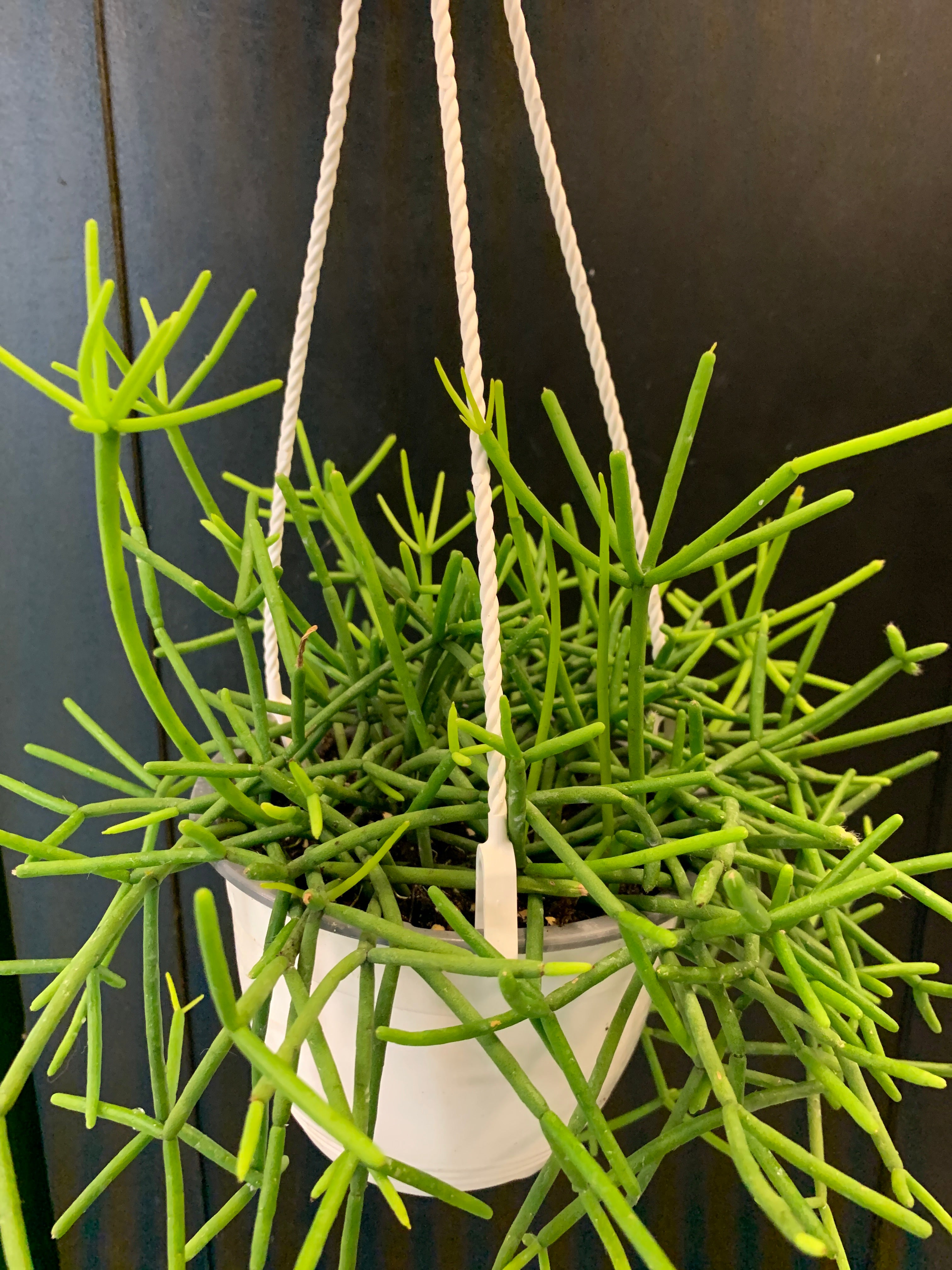 Rhipsalis assortis
