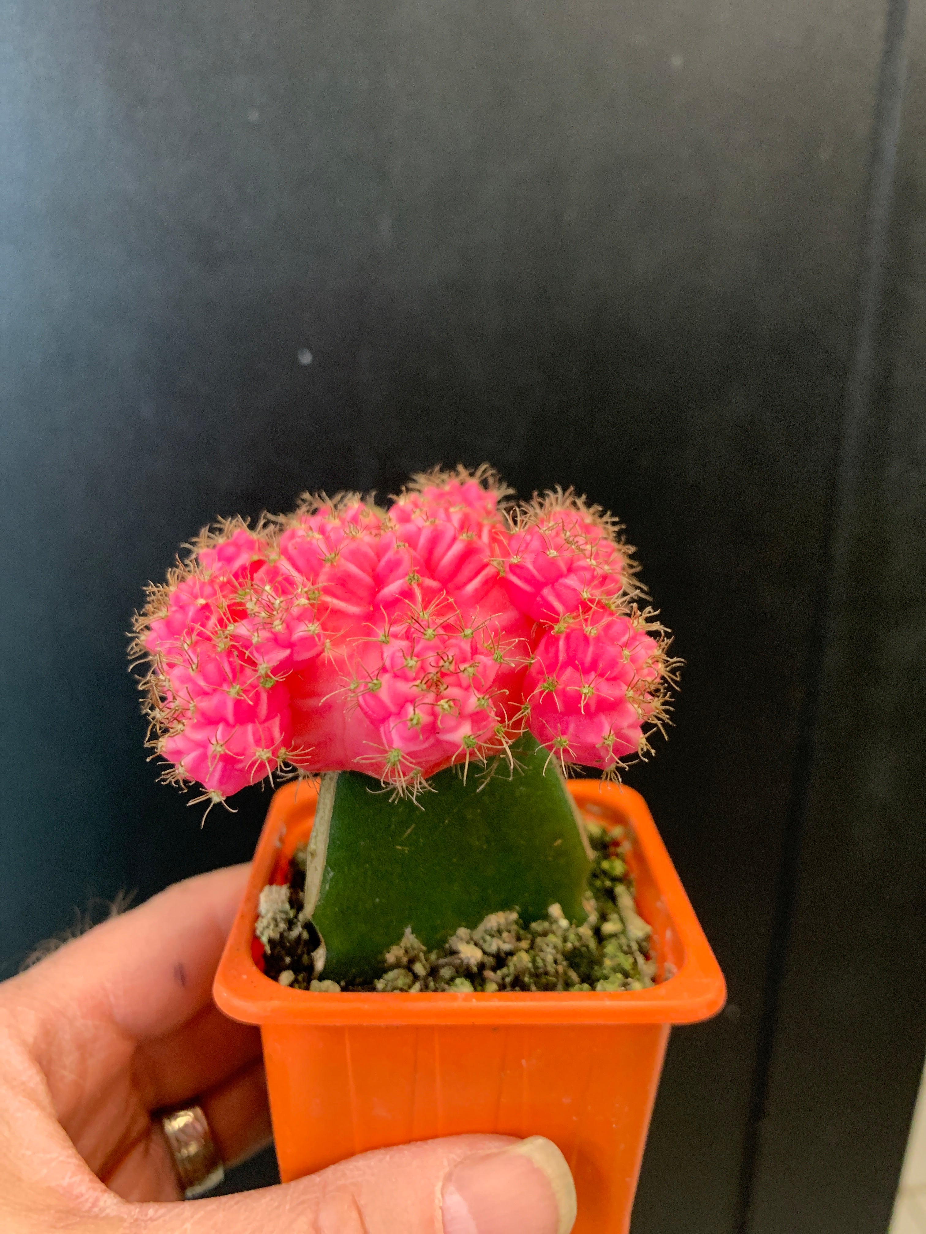 Grafted Moon Cactus