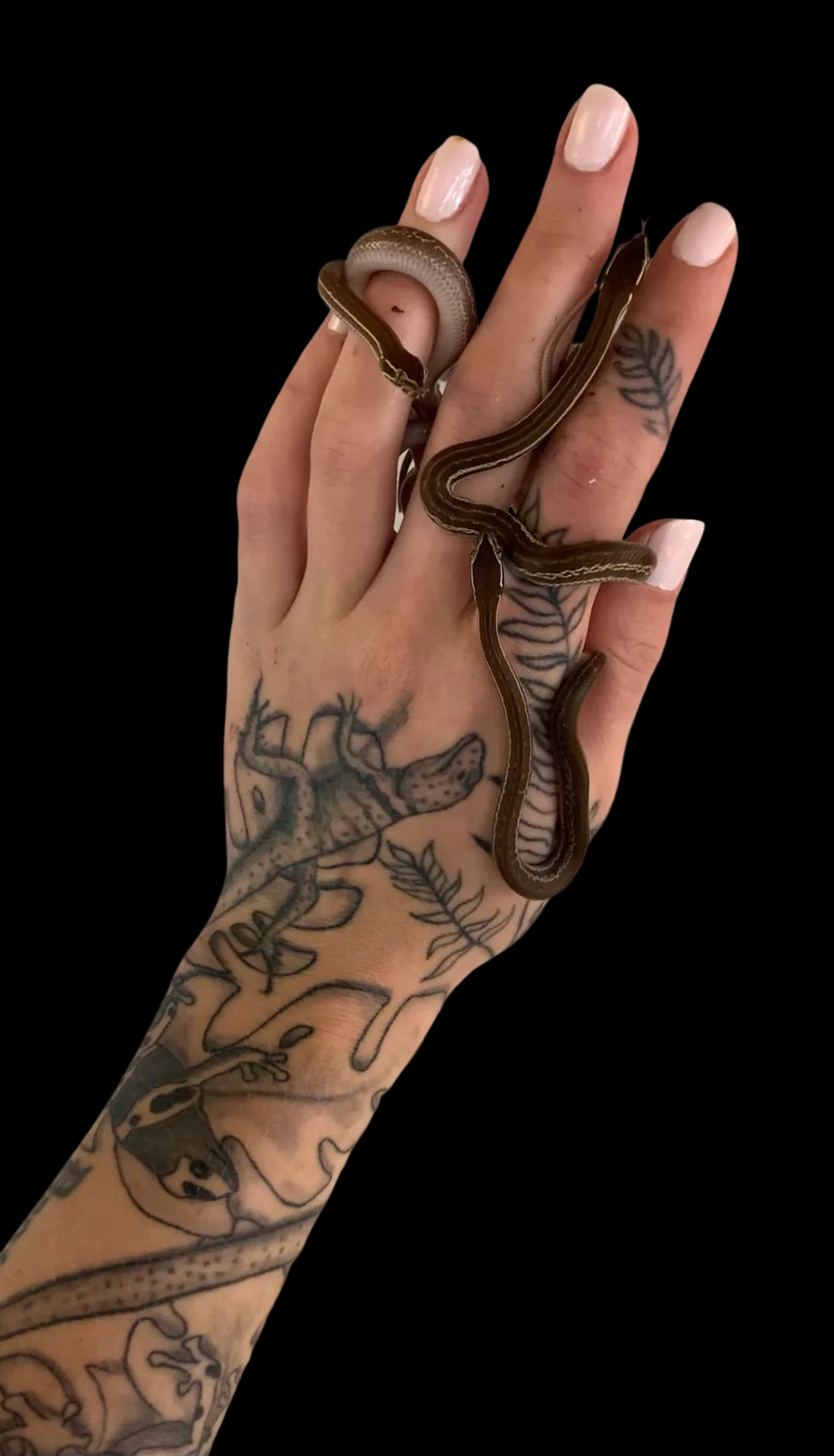 African House Snake (Normal)