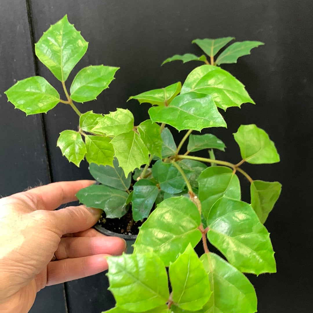 Grape Leaf Ivy