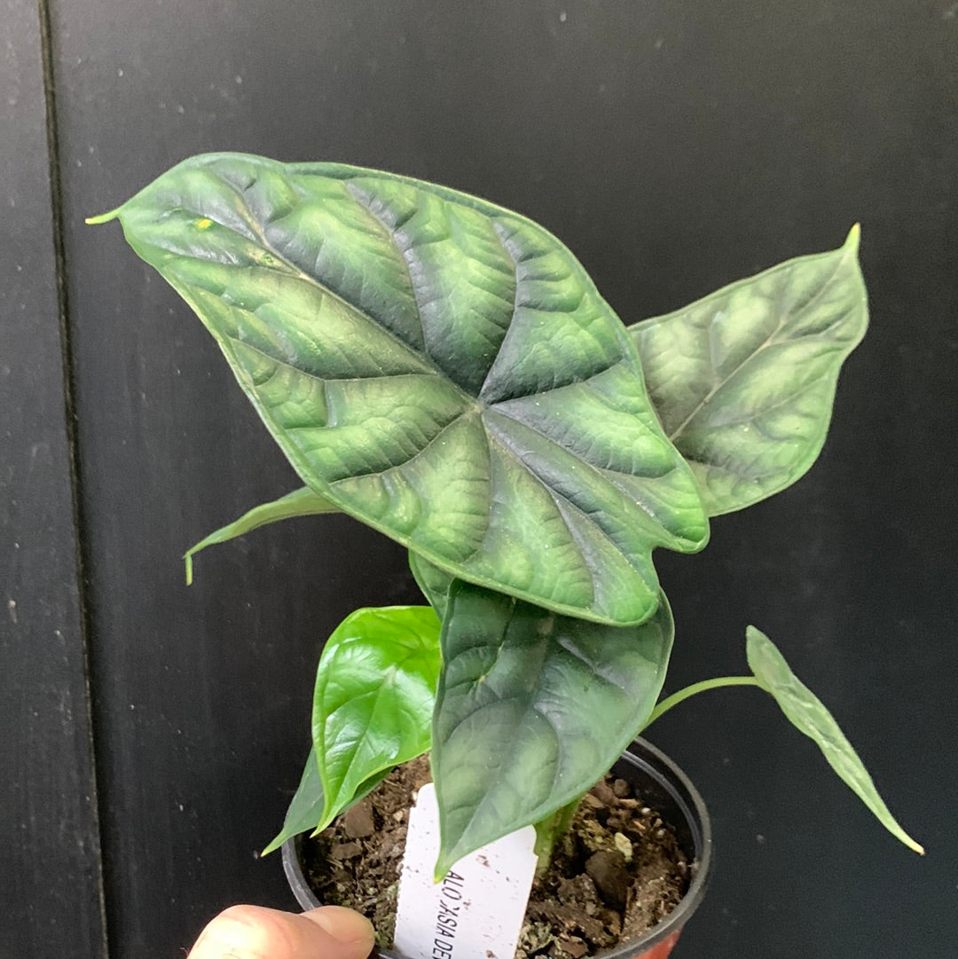 Alocasia Dewey's Reversa