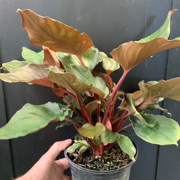 Homalomena Flaming Red