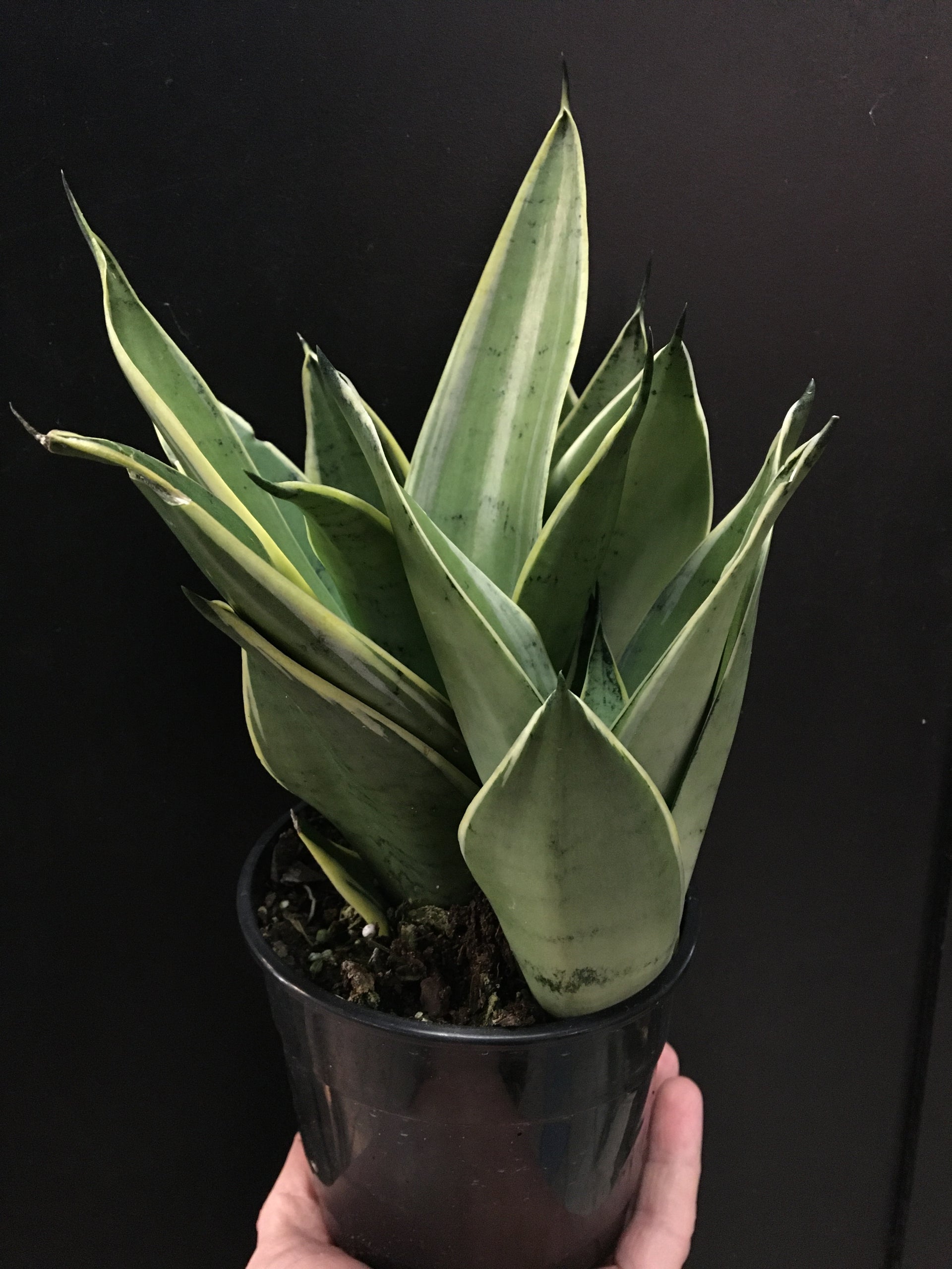 night owl sansevieria Sansevieria 'Night Owl'