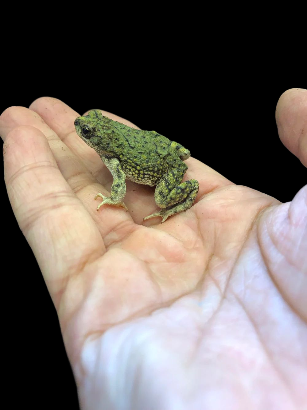 Western Green Toad