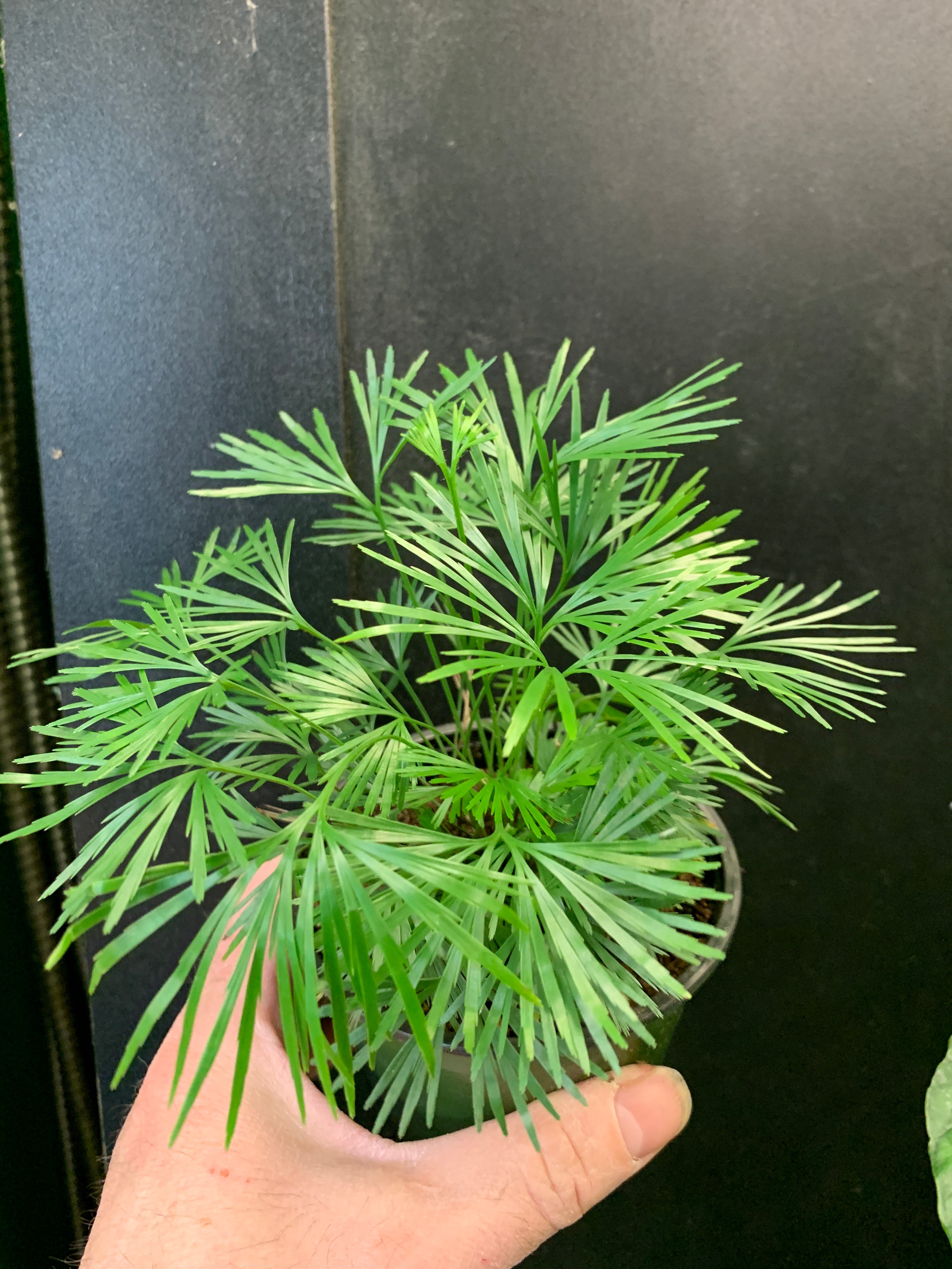 Eyelash Fern