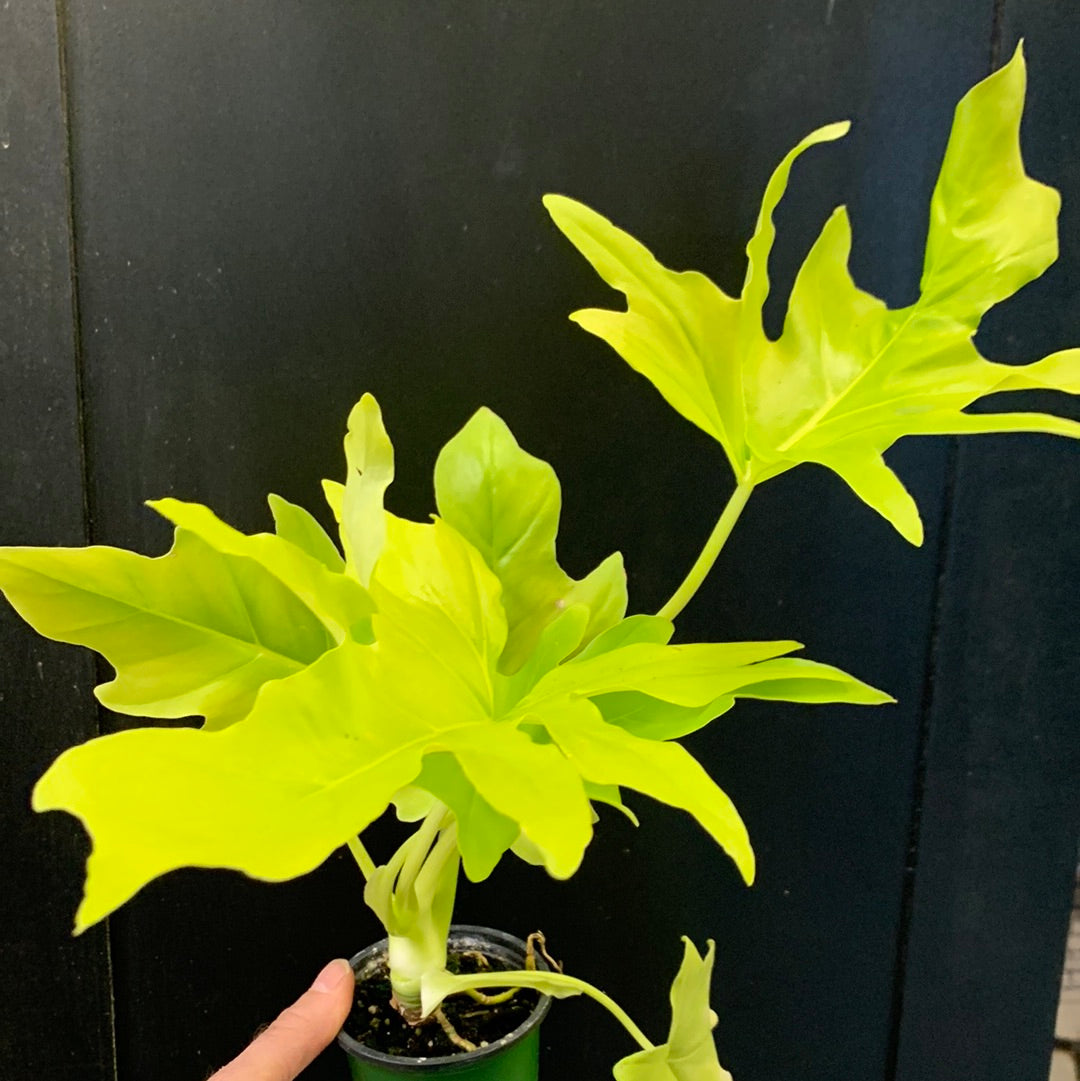 Philodendron  Gold Xanadu