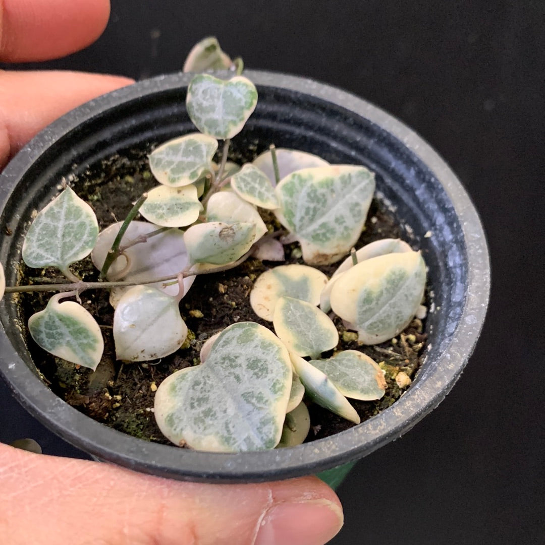 String of Hearts variegated