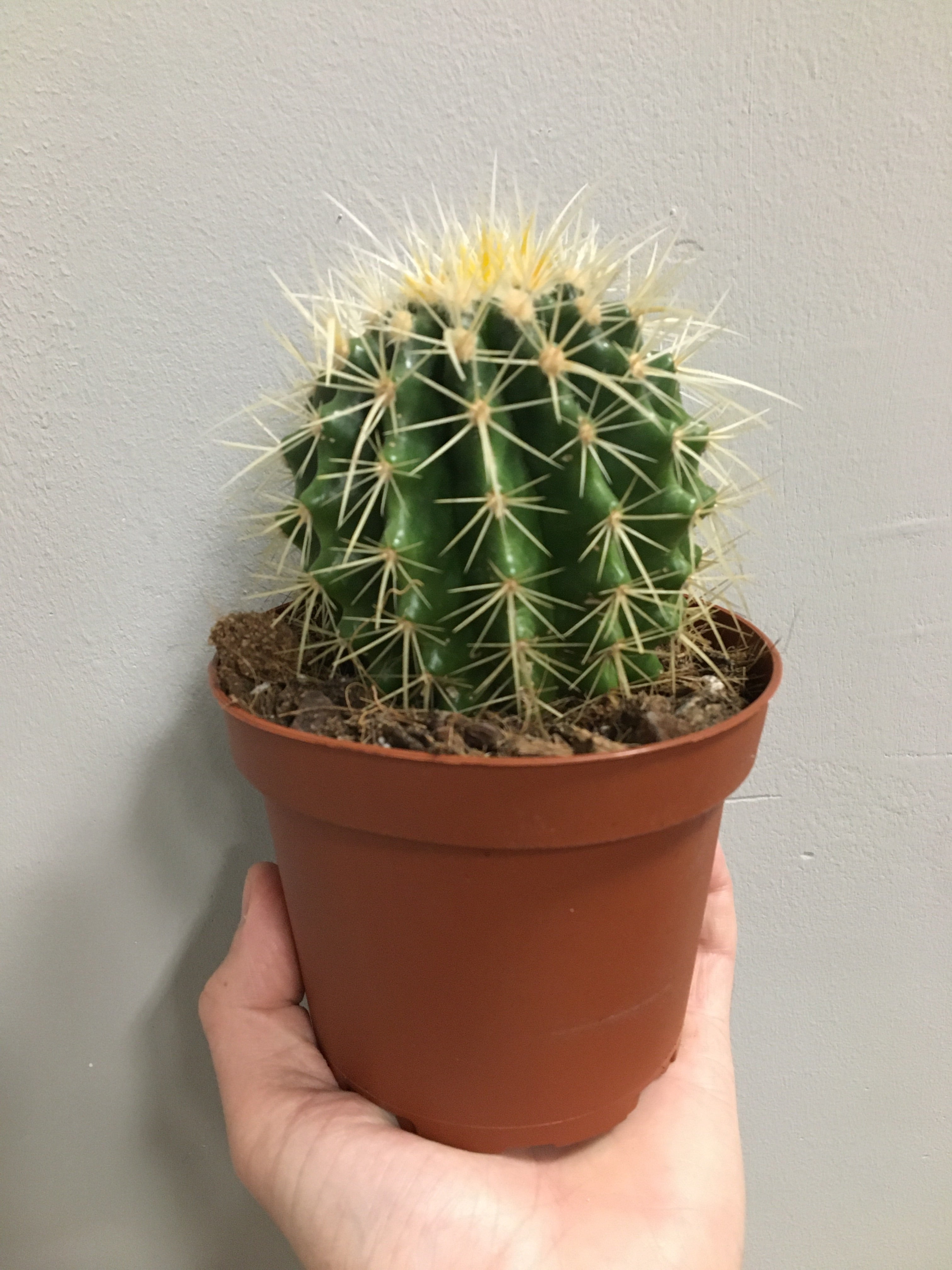 Golden Barrel Cactus