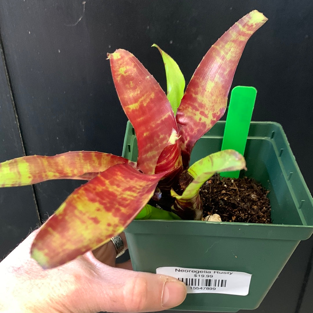 Neoregelia Rusty