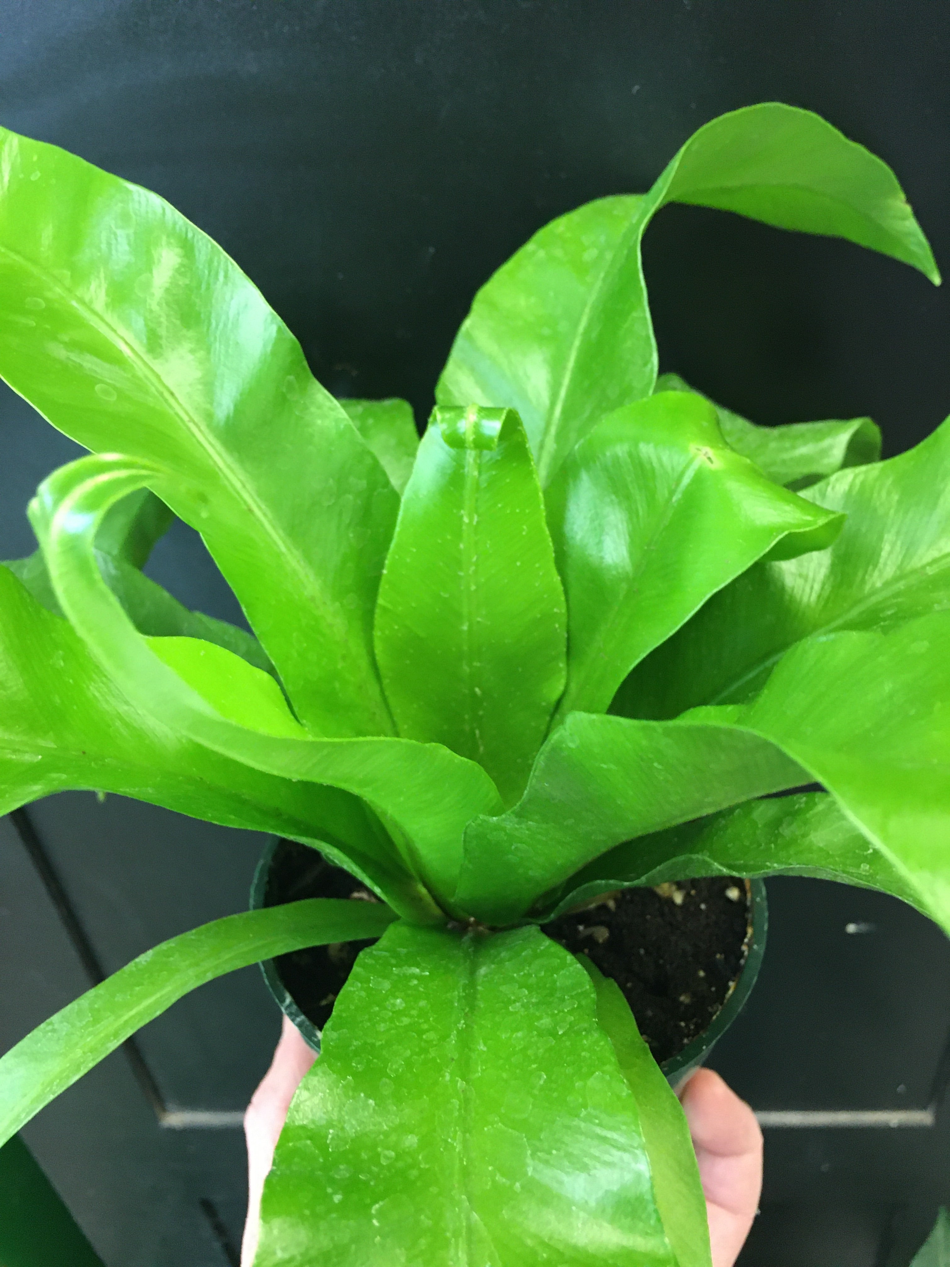 Birdsnest Fern