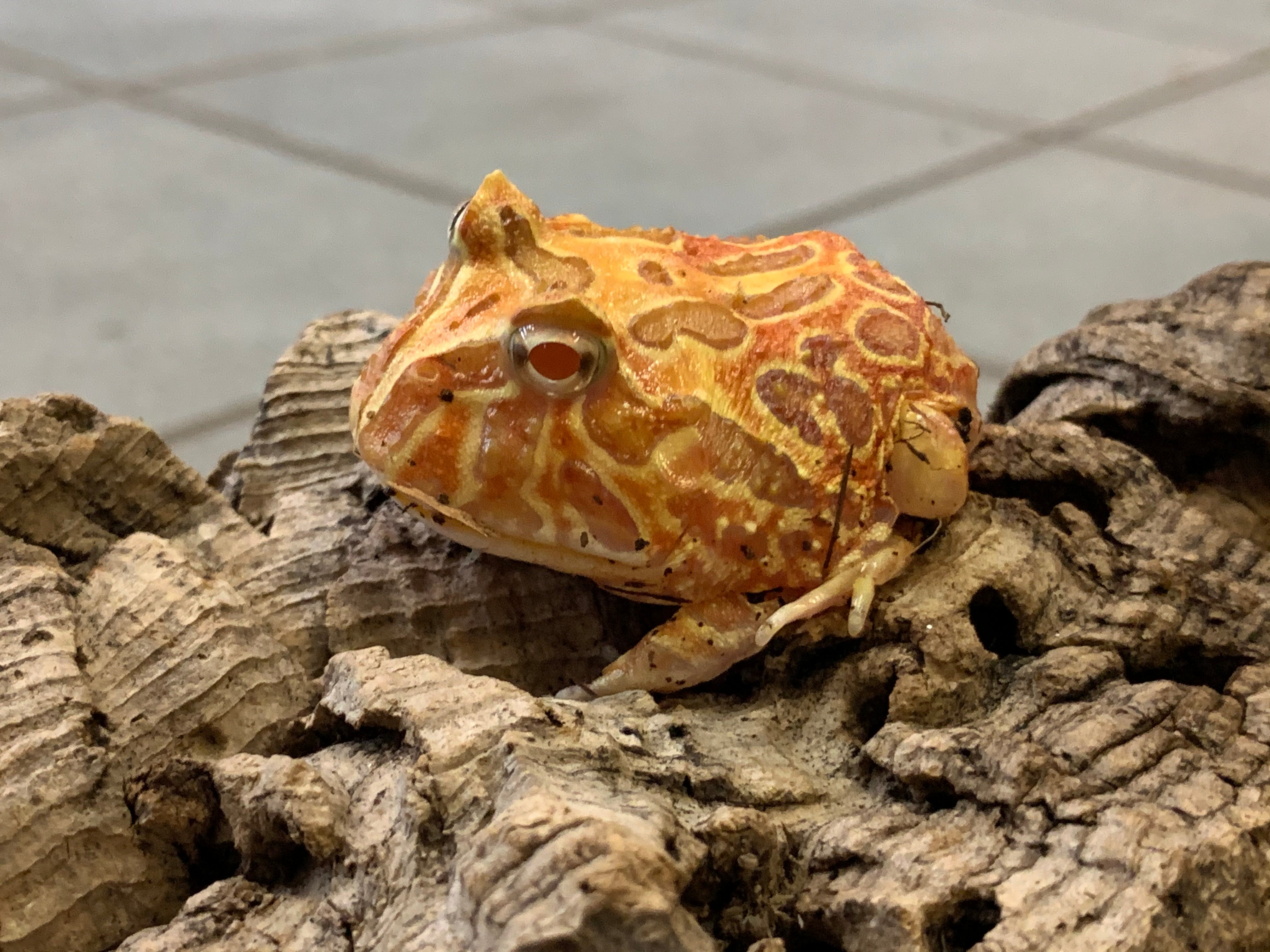 Pacman Frog (Apricot) CB