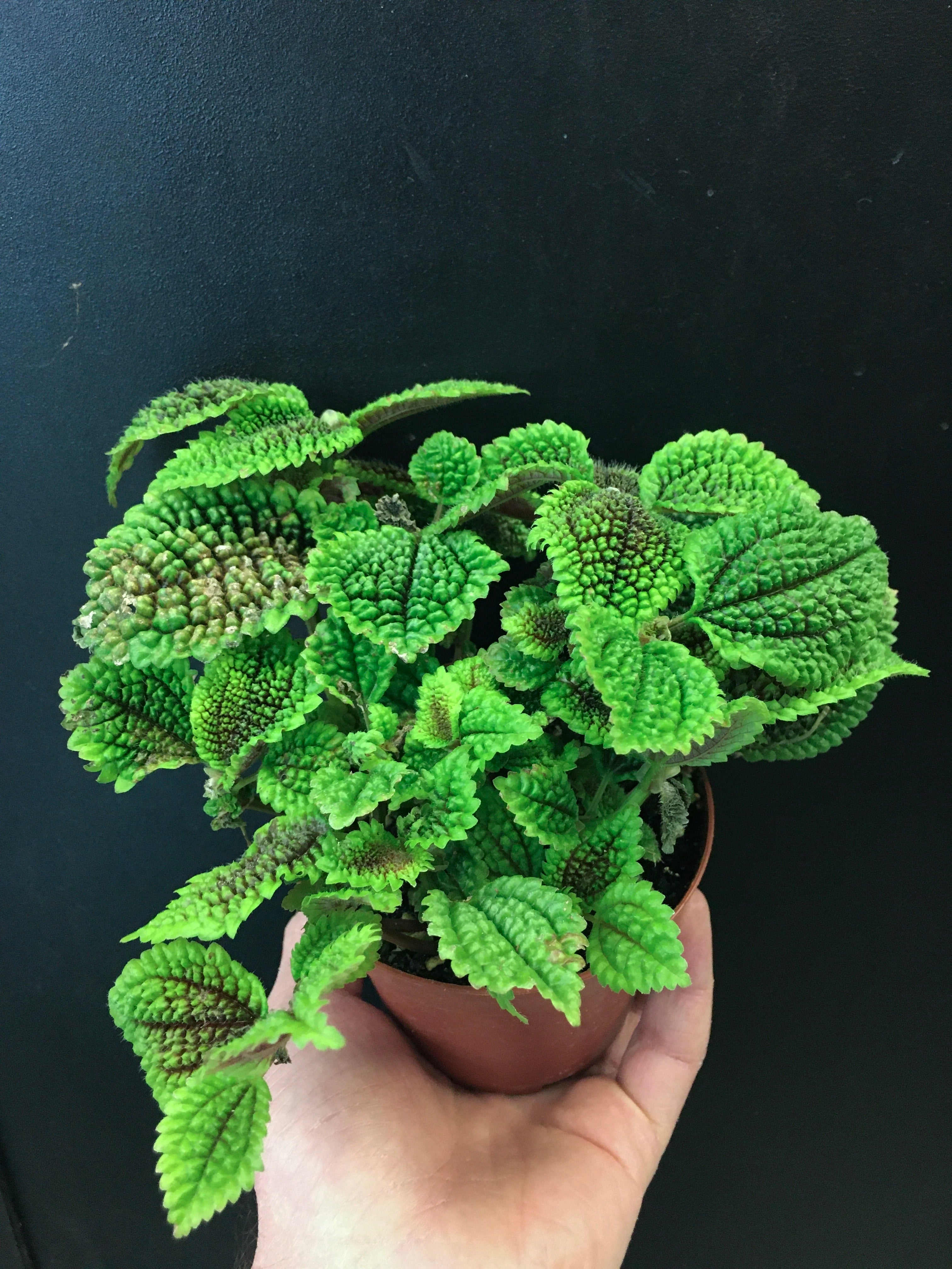 Pilea 'Moon Valley'