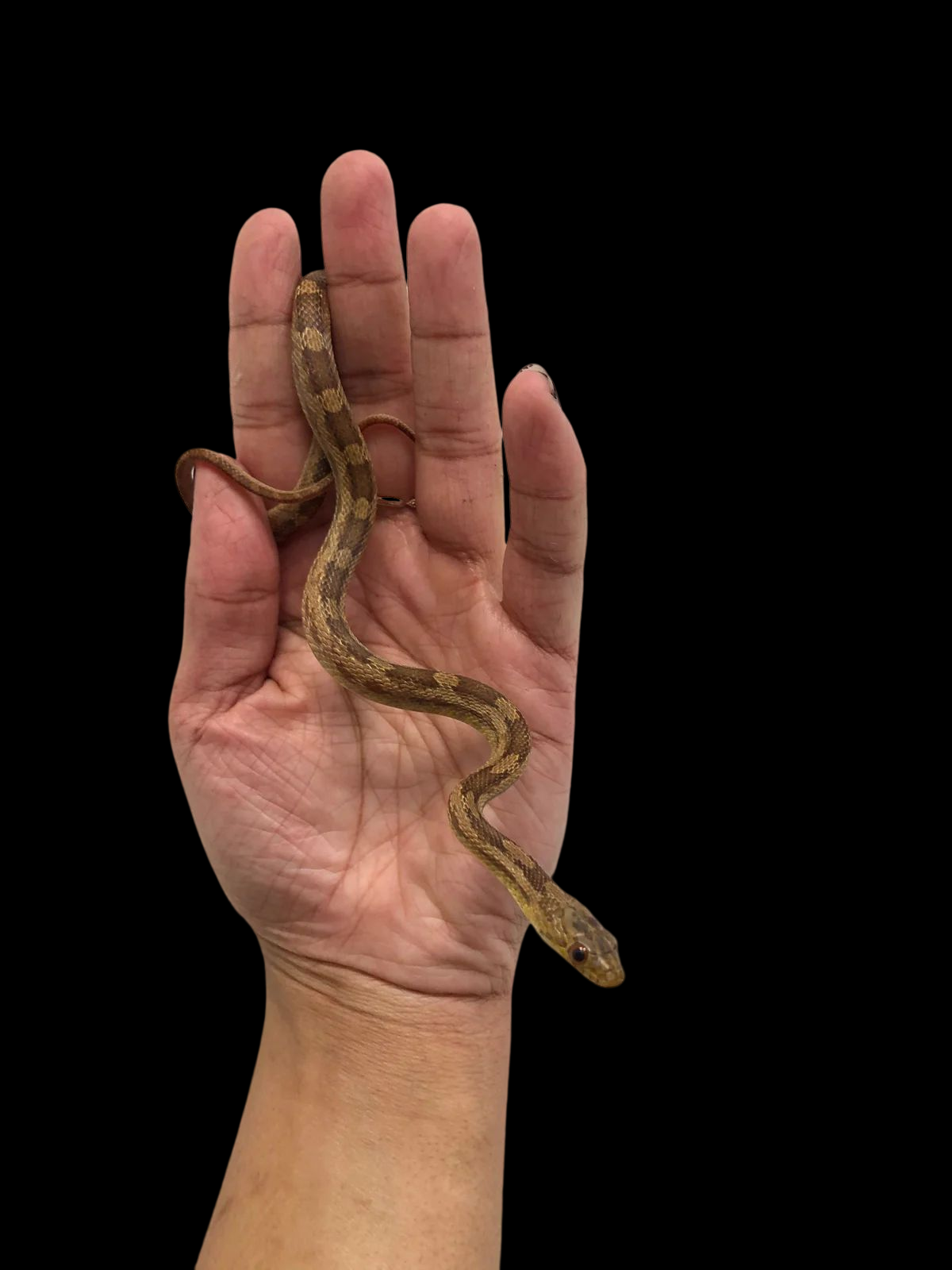 Eastern Rat Snake (CBB)