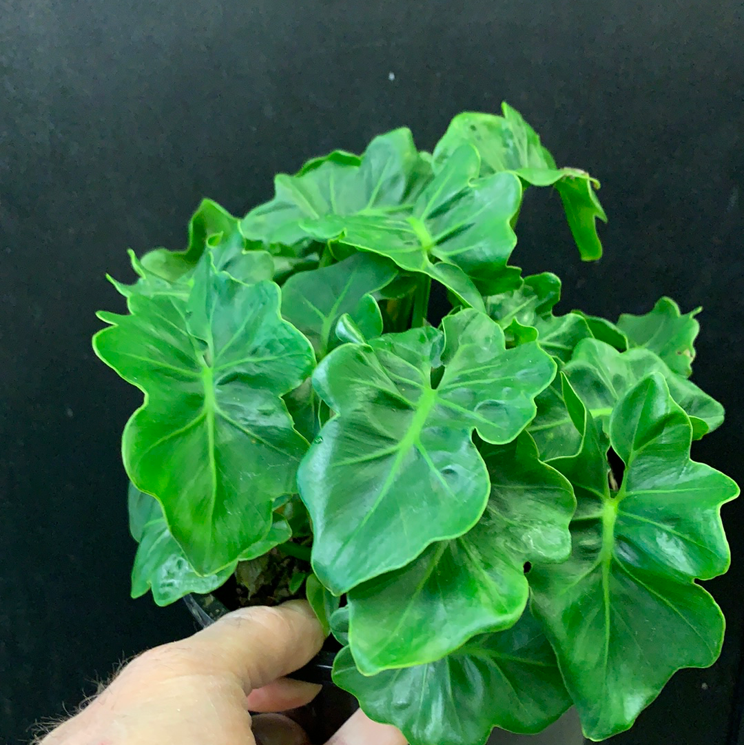 Philodendron Atom