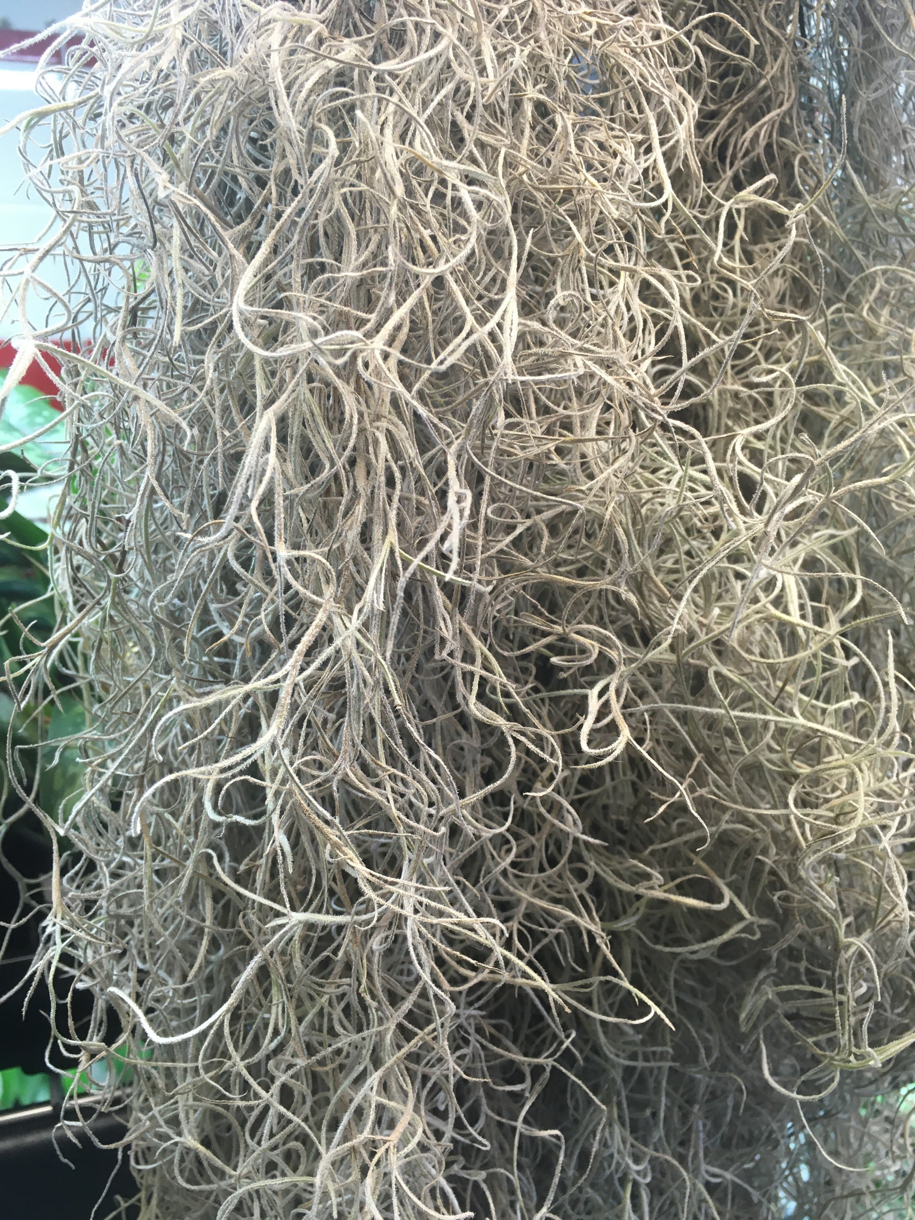 Tillandsia usneoides