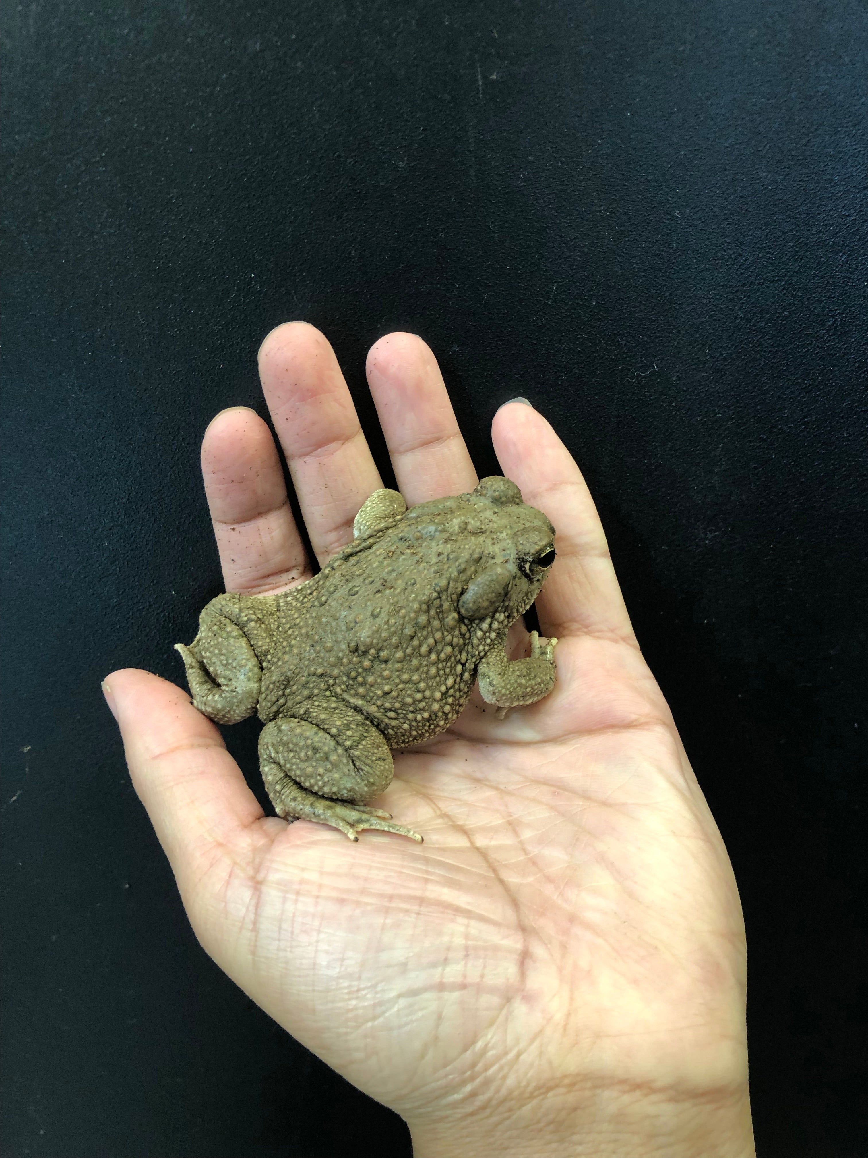 Texas Toad