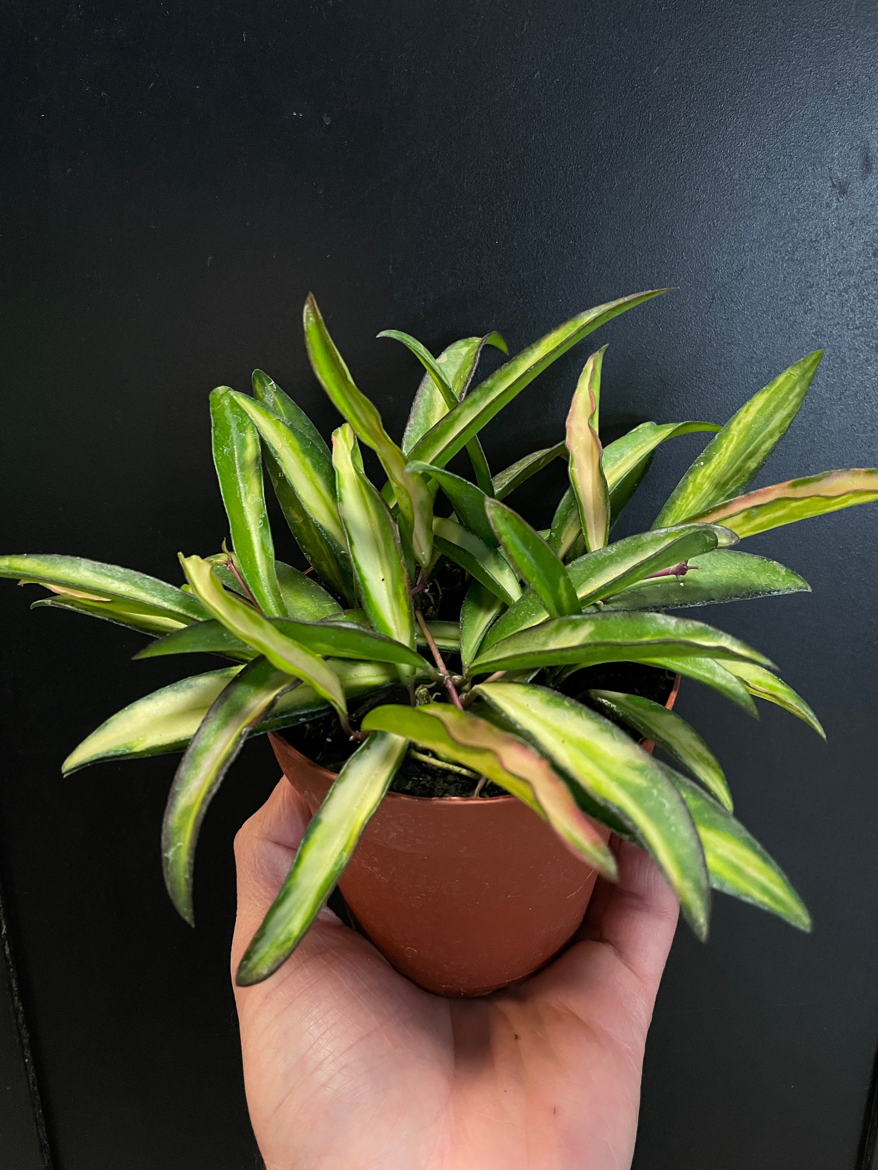 Hoya kentiana