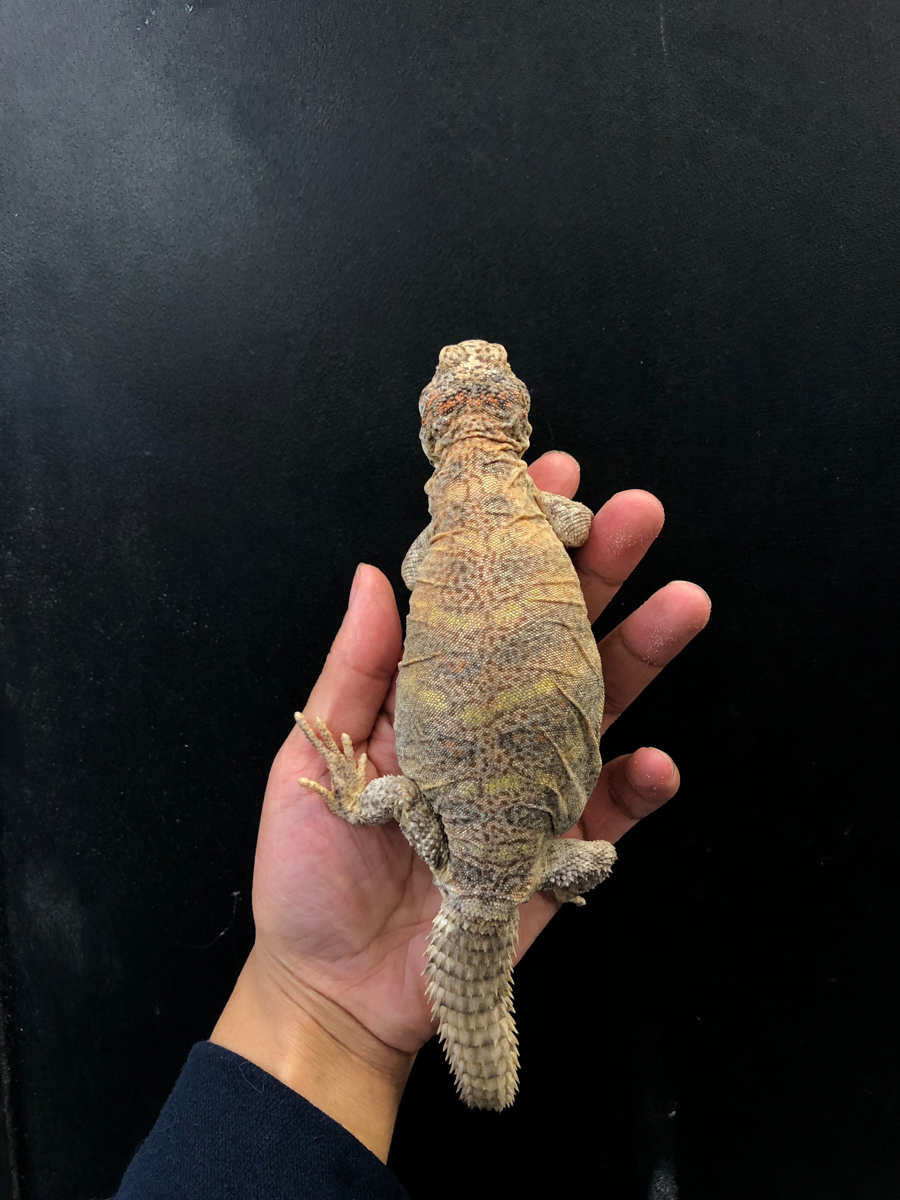 Ornate Uromastyx