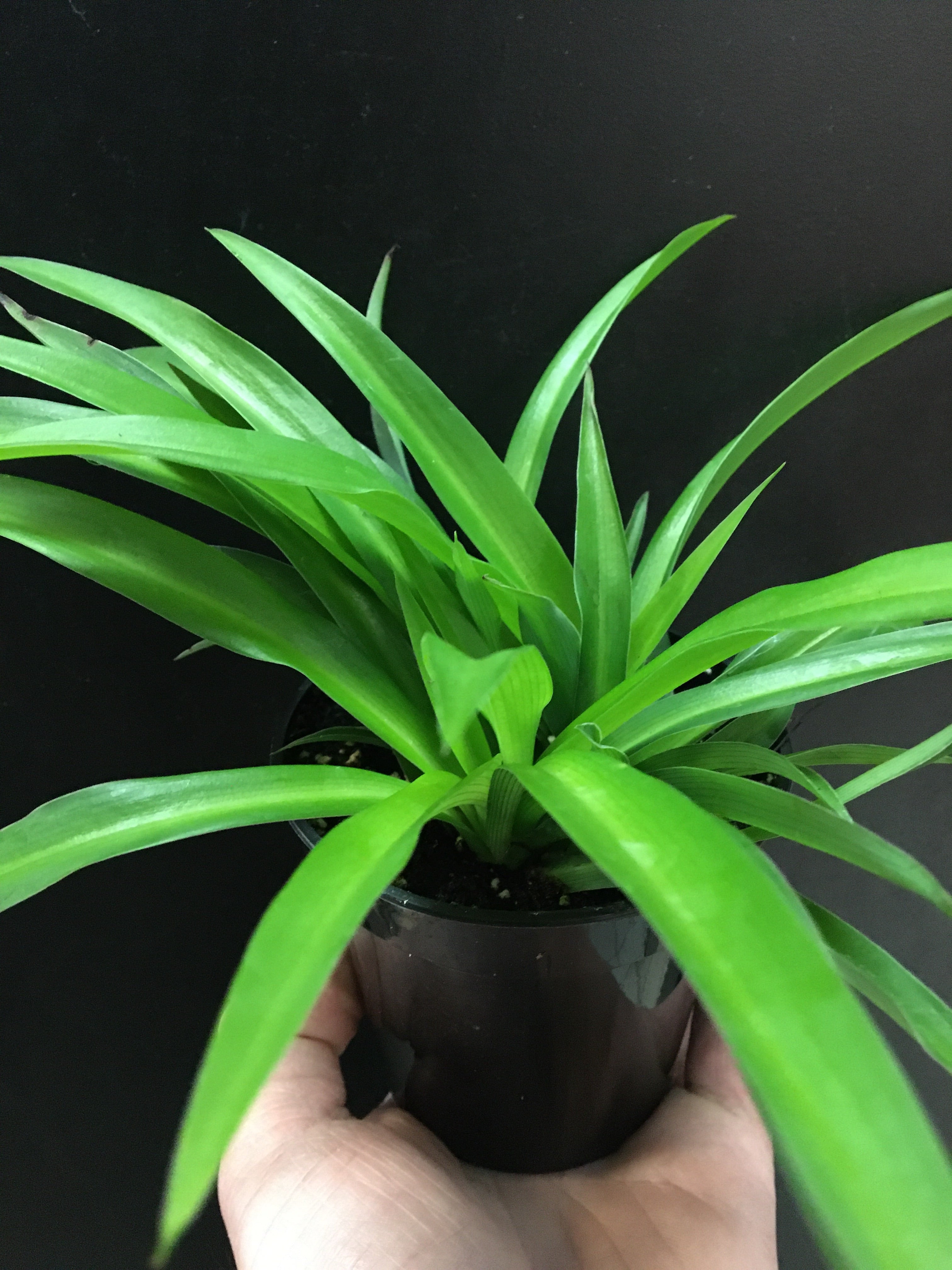 Green Spider Plant