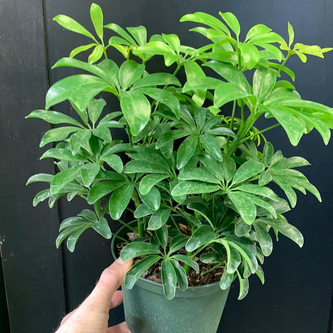 Schefflera arboricola Mini Green