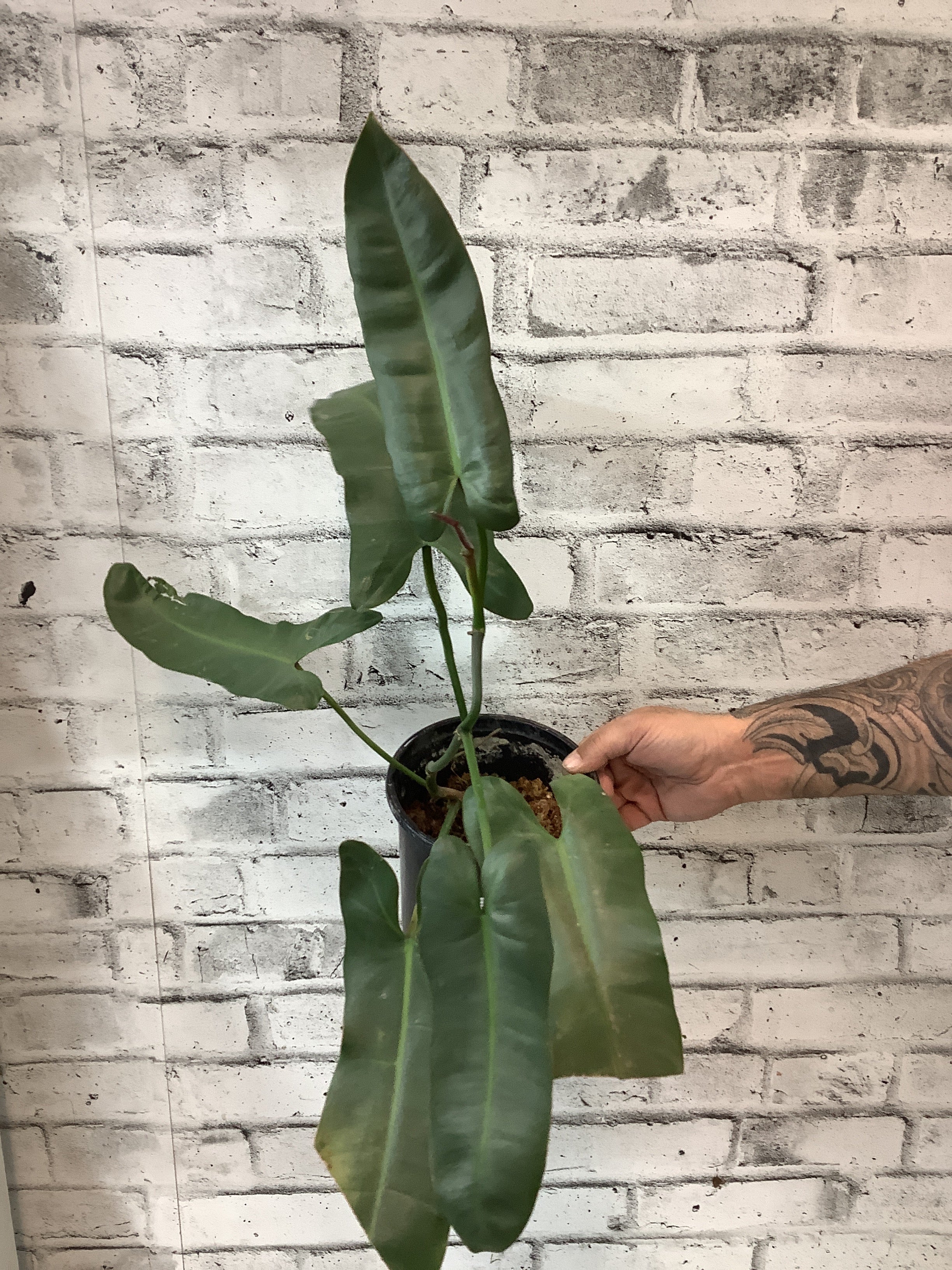 philodendron atabapoense mature Philodendron Atabapoense