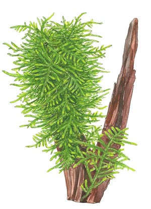 Tropica Taxiphyllum Spiky 1-2-Grow