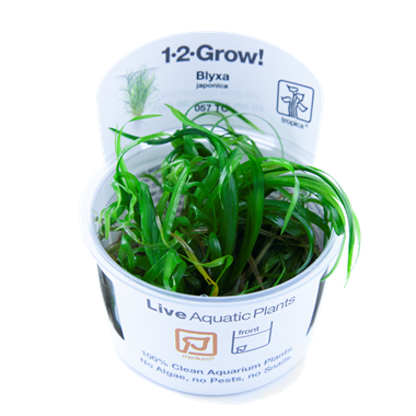 Tropica Blyxa japonica 1-2-Grow