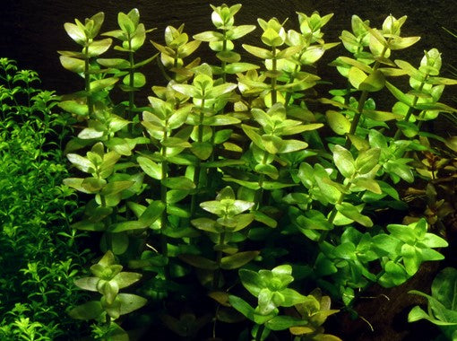 Tropica Bacopa caroliniana 1-2-Grow