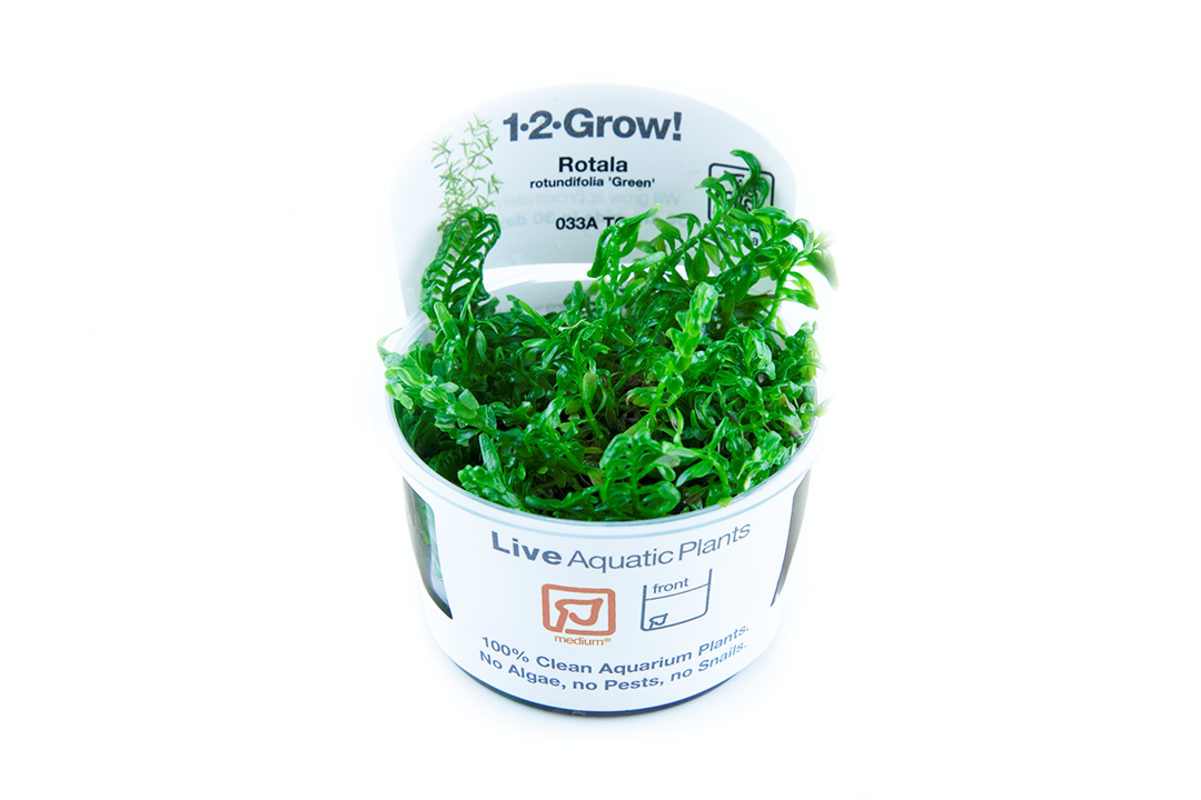 Tropica Rotala rotundifolia Green 1-2-Grow