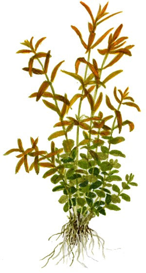Rotala indica/rotundifolia