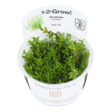 Tropica Gratiola viscidula 1-2-Grow