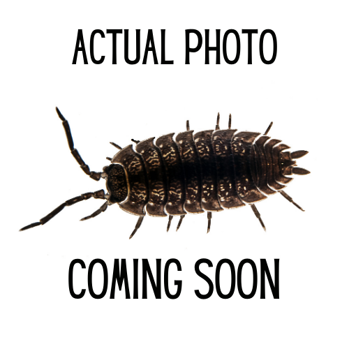 Porcellio scaber (Lava Isopod)