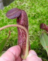 Nepenthes klossii (Clone 210)