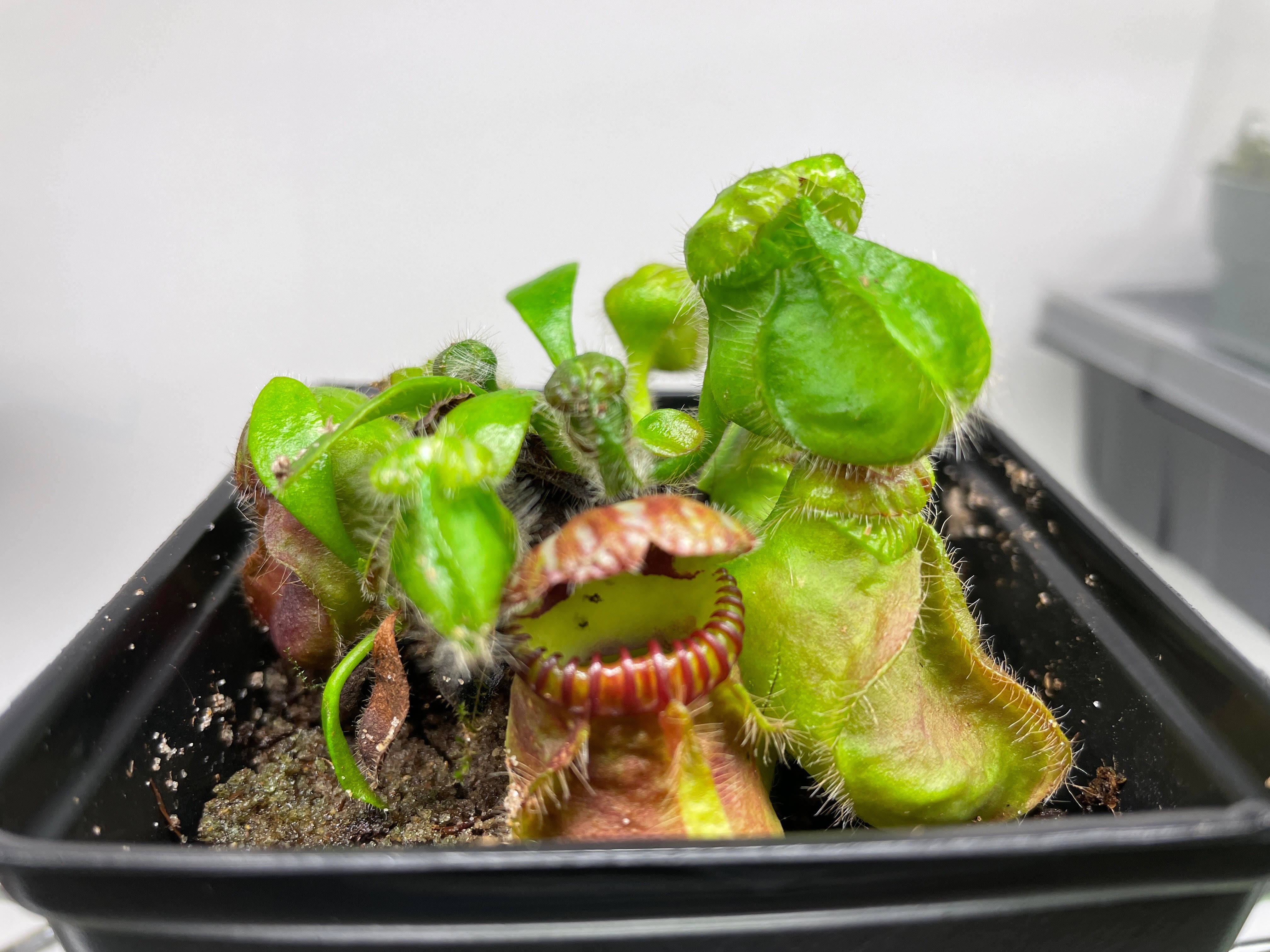 Cephalotus 'German Giant'