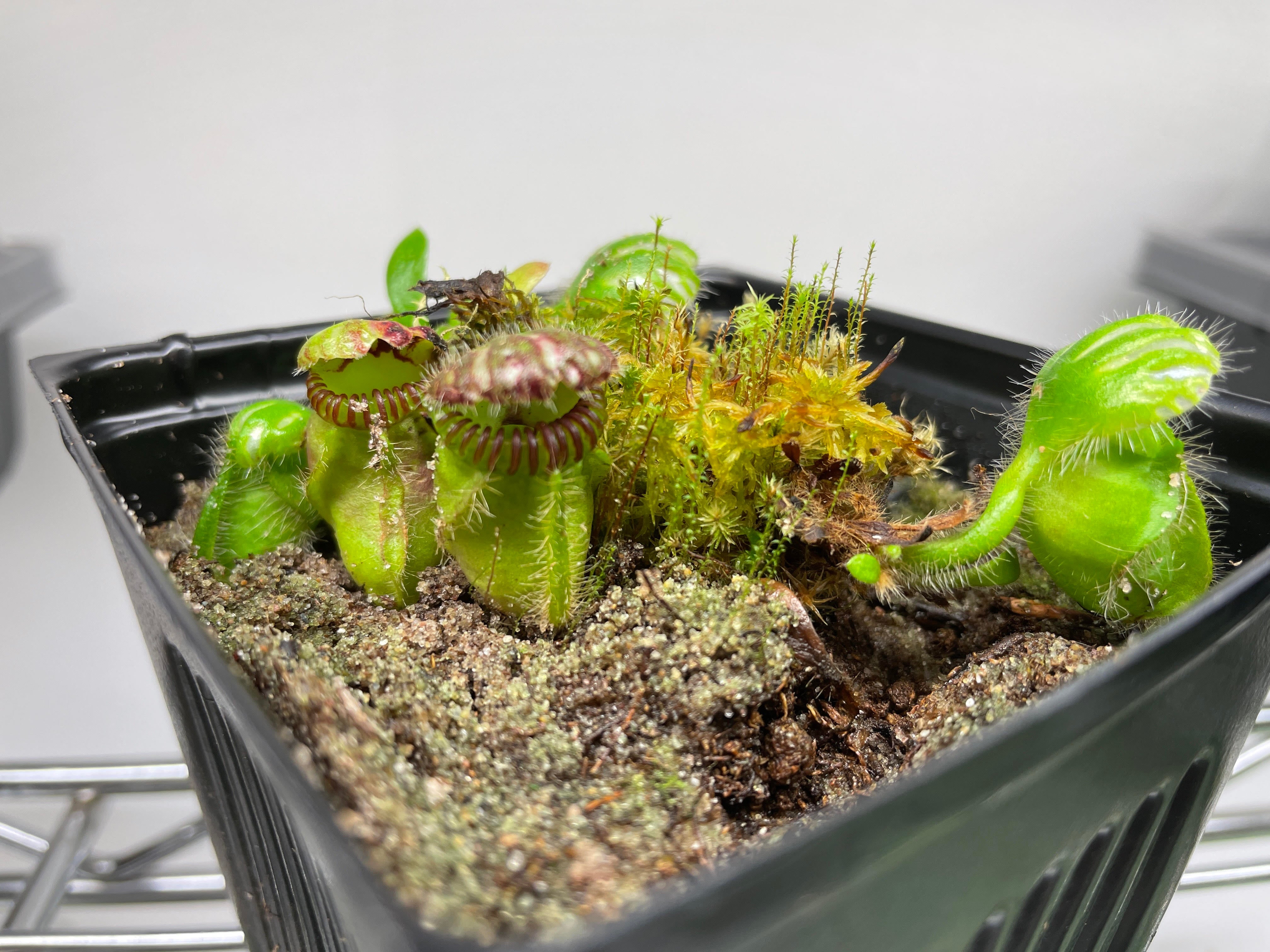 Cephalotus 'German Giant'