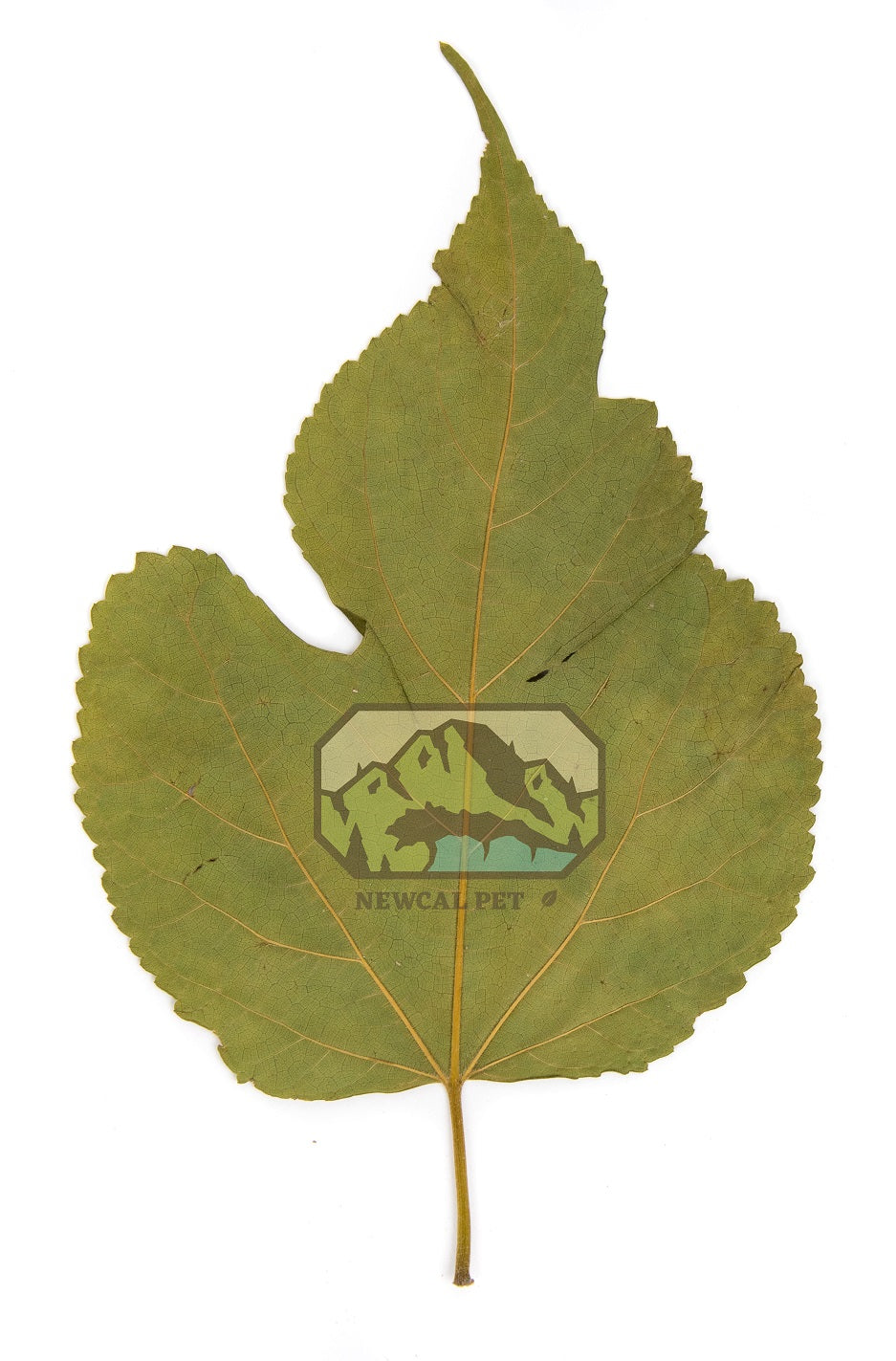NewCal Mulberry Leaves (10 pack)