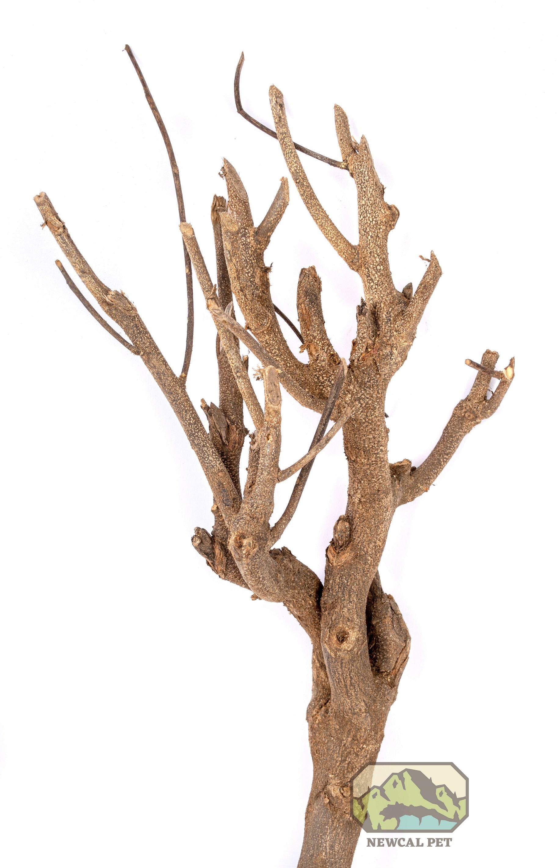 NewCal Curry Tree Branch 12-19"